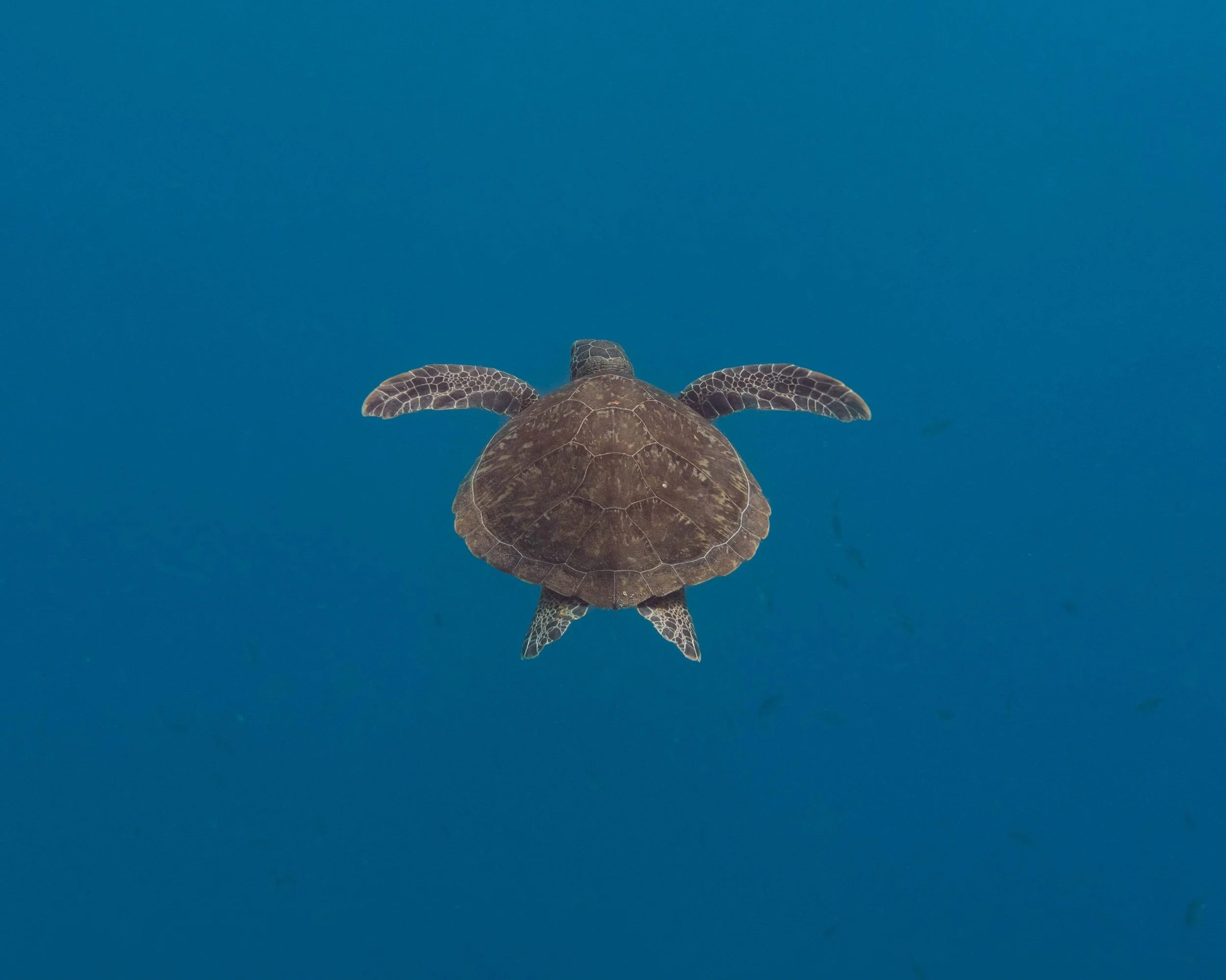 Green Turtle swimming up to the surface to breathe.