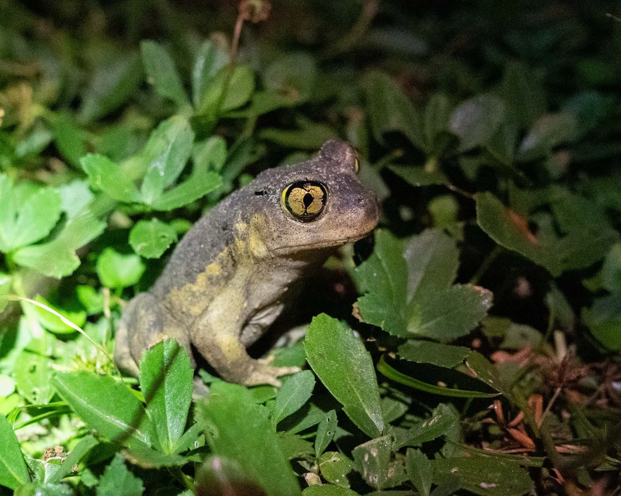 Eastern Spadefoot Toad (Scaphiopus holbrookii), Huntington Beach SP