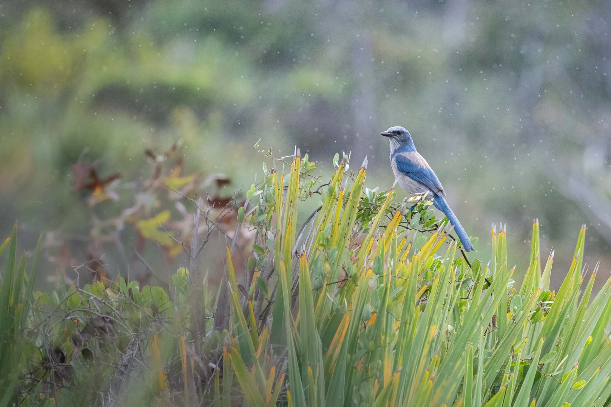 Florida Scrub Jay, Johnathan Dickinson State Park, Hobe Sound FL