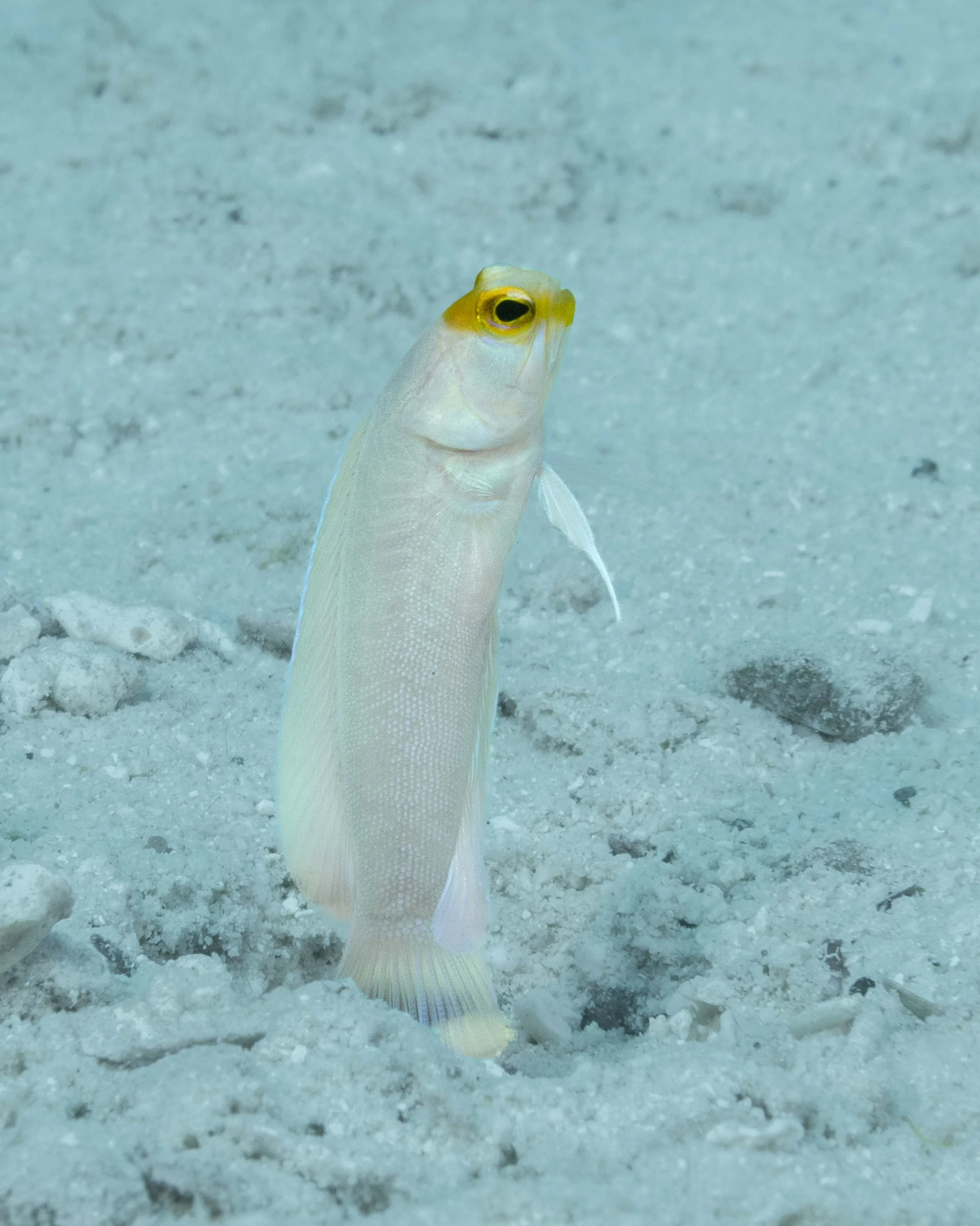 Yellowhead Jawfish dancing over its burrow - 3" ish