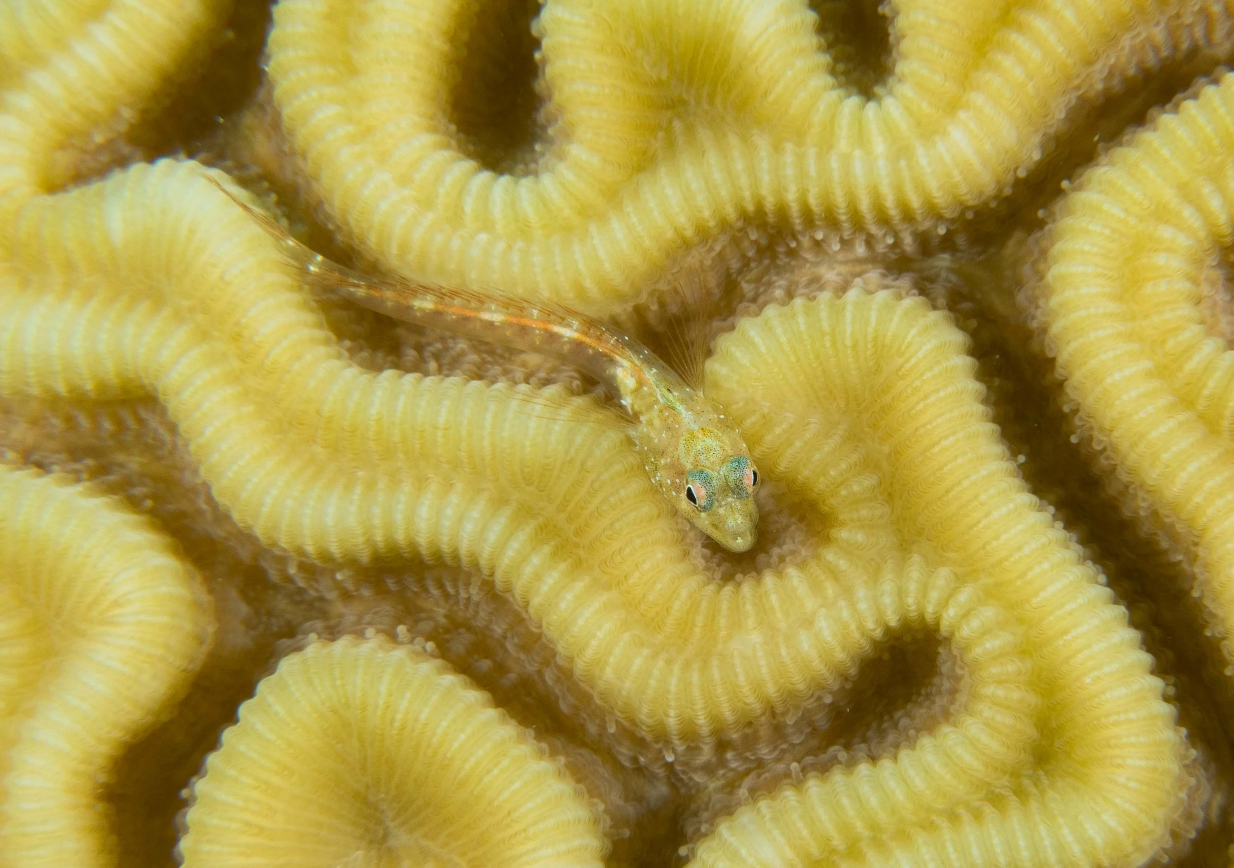 Southern Smoothhead Glass Blenny - a little less than 1"