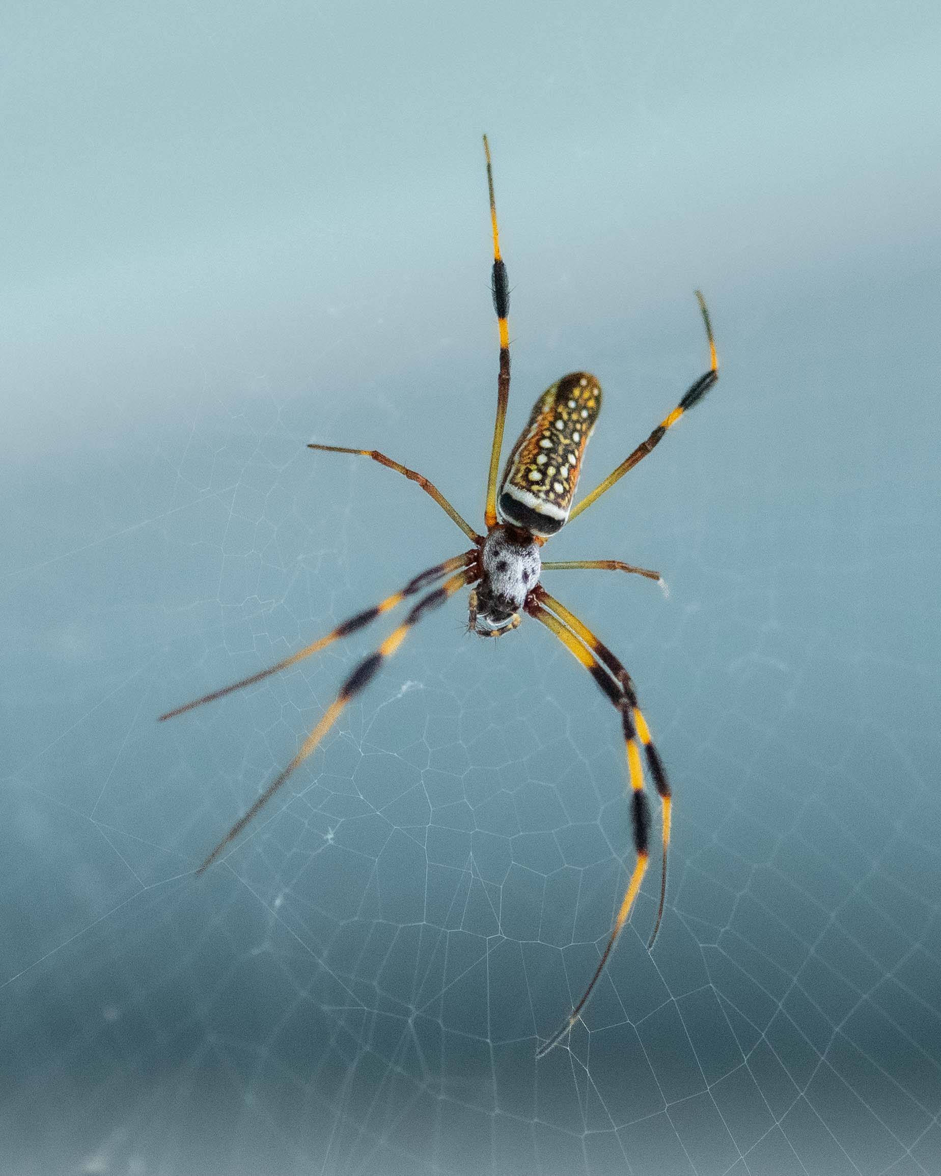 Golden Silk Spider (Trichonephila clavipes), our backyard