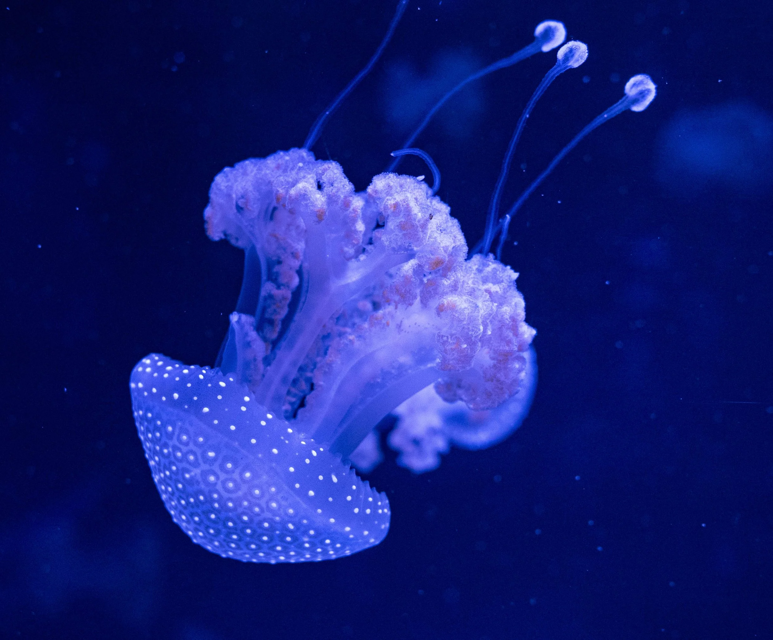 Jellyfish World!