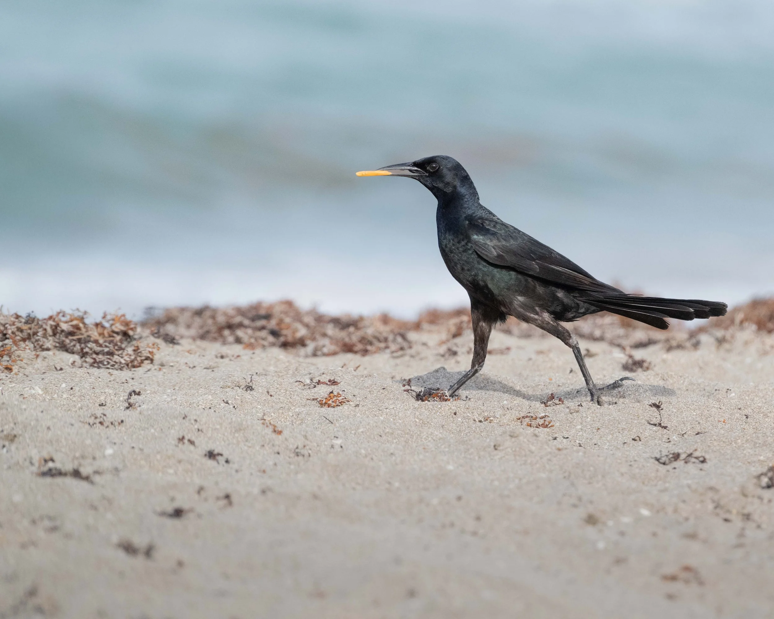 Grackle with his prize, Jensen Beach FL