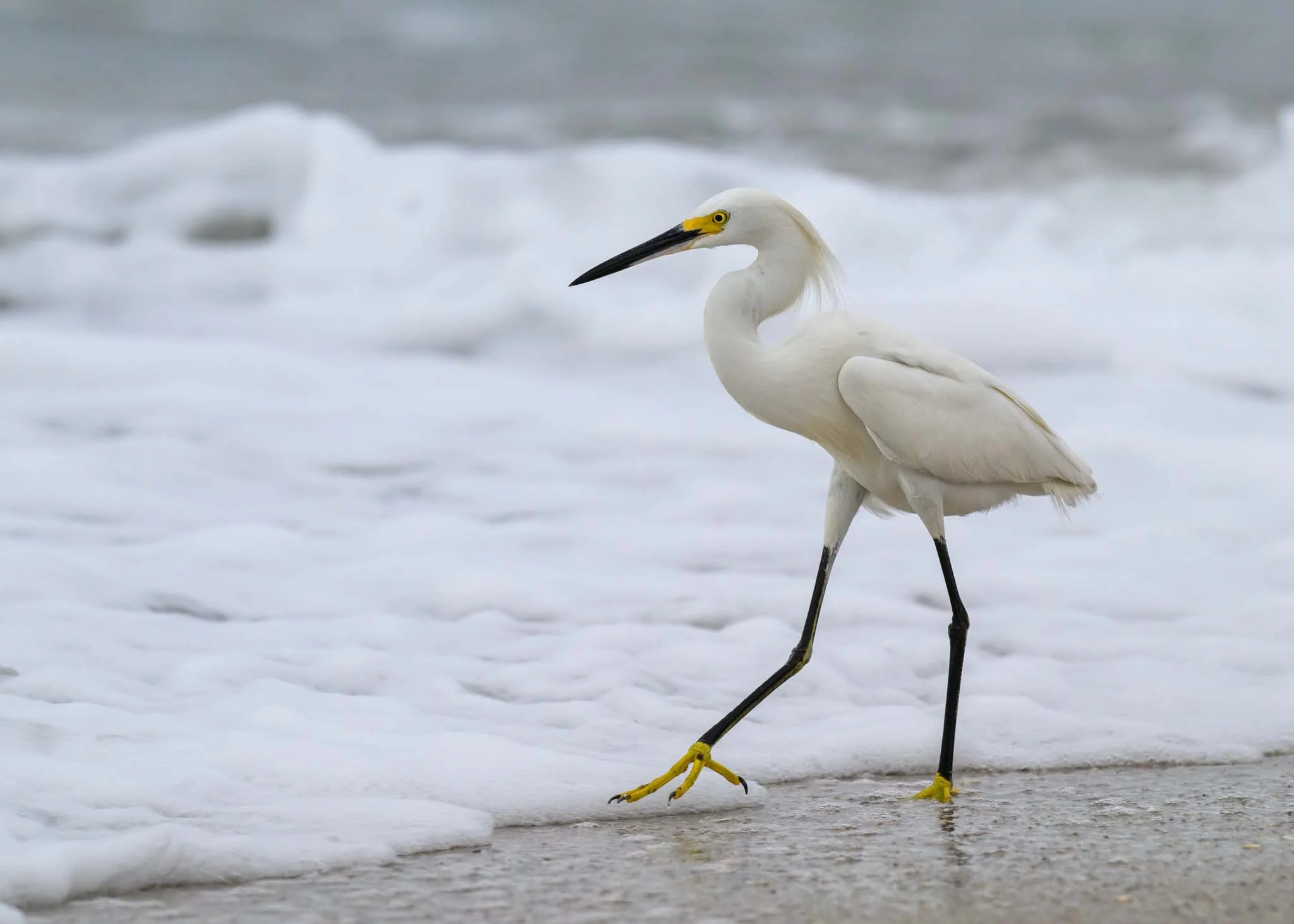 Snowy Egret, Stuart Beach, Florida