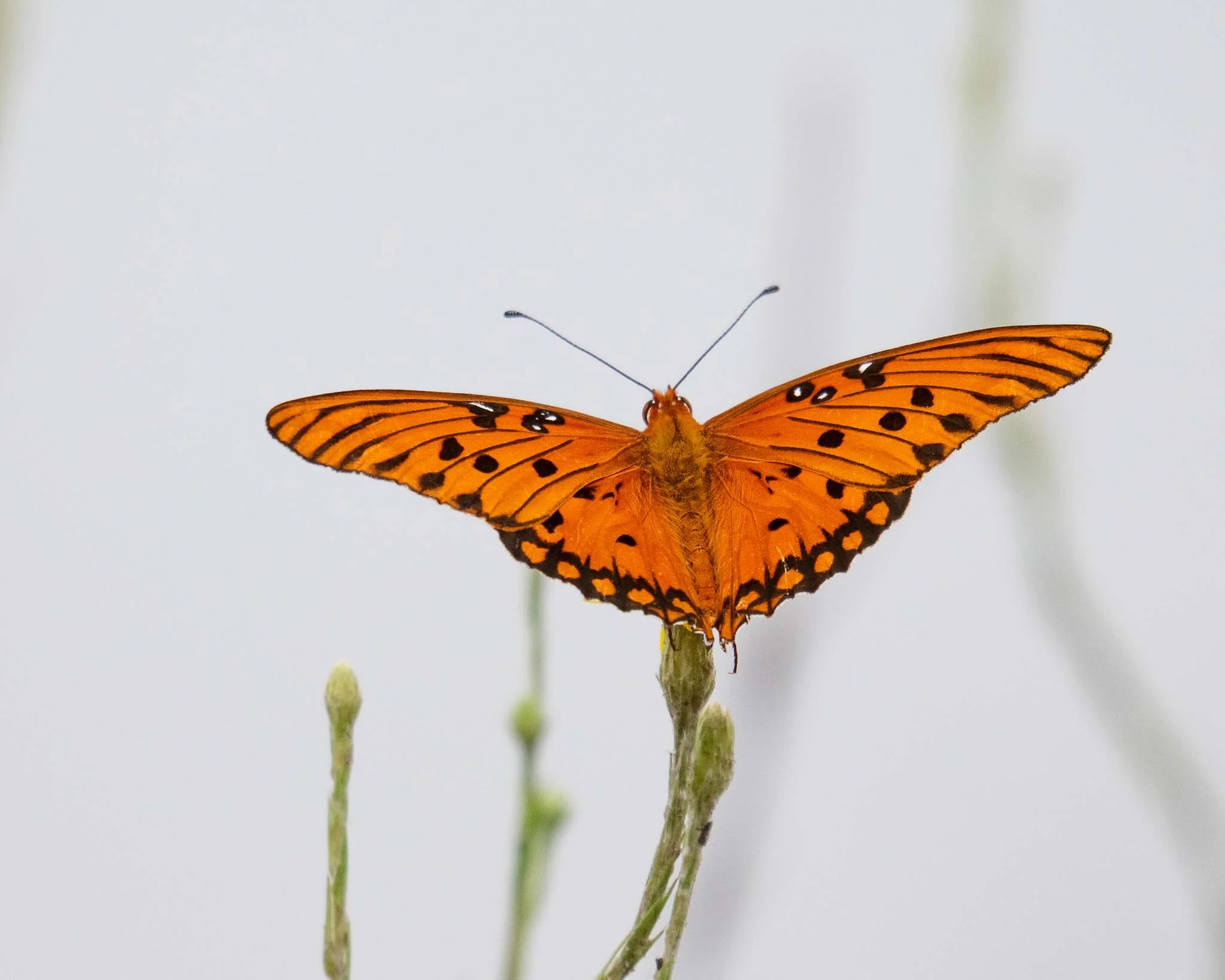 Gulf Fritillary (Dione vanillae), Crooked River State Park