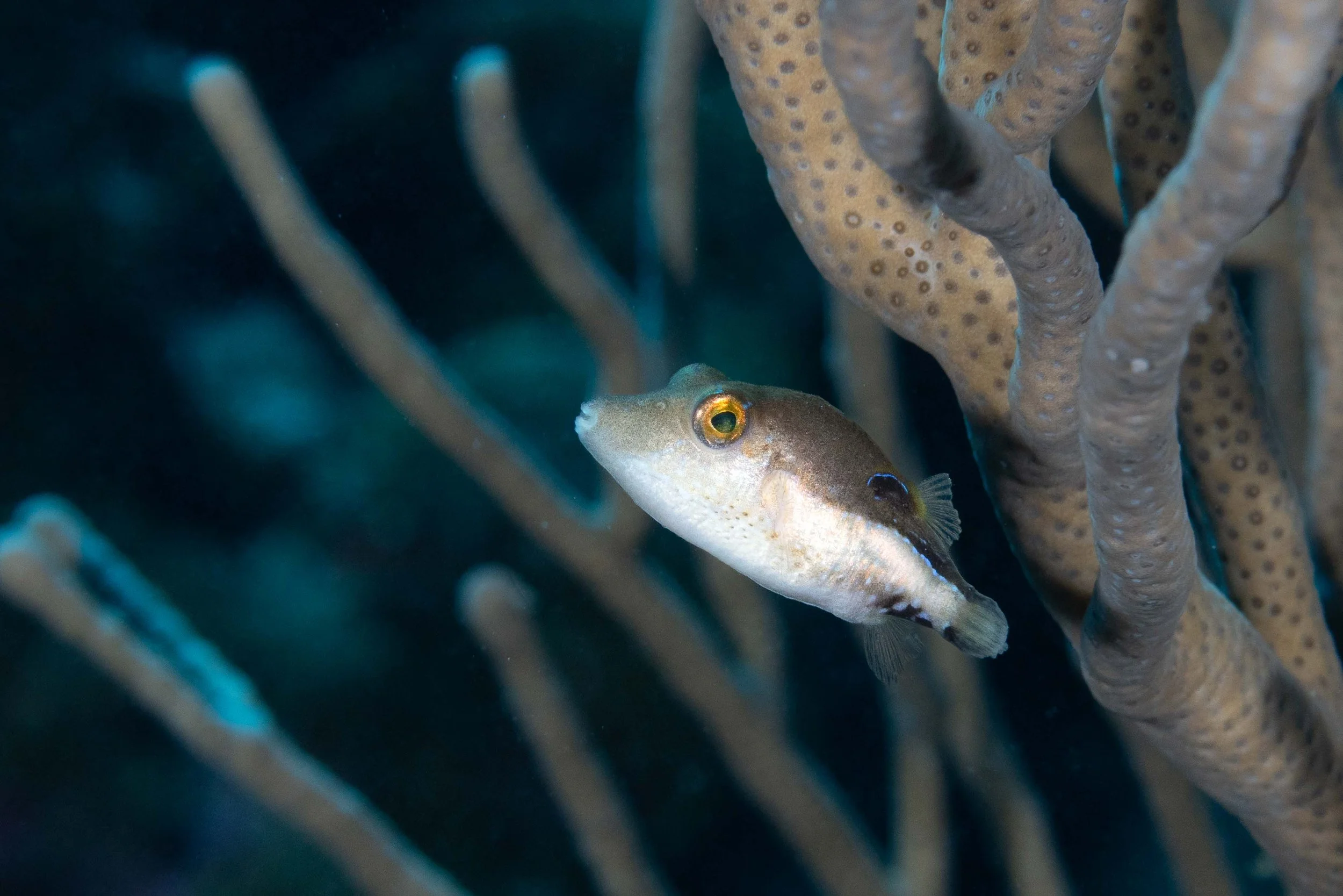 Sharpnose Puffer - a little over 2"