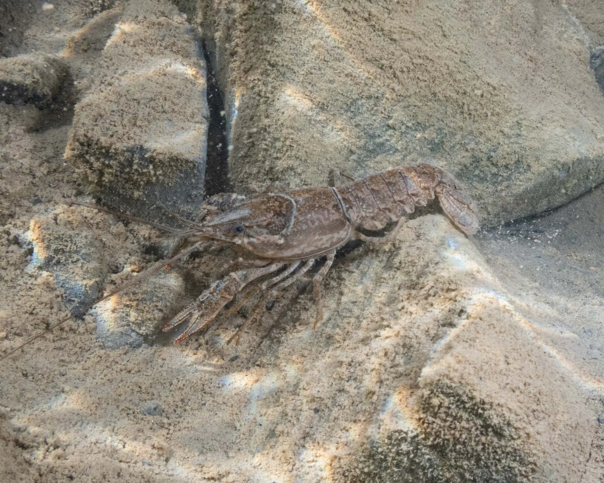 Virile Crayfish (Faxonius virilis)???