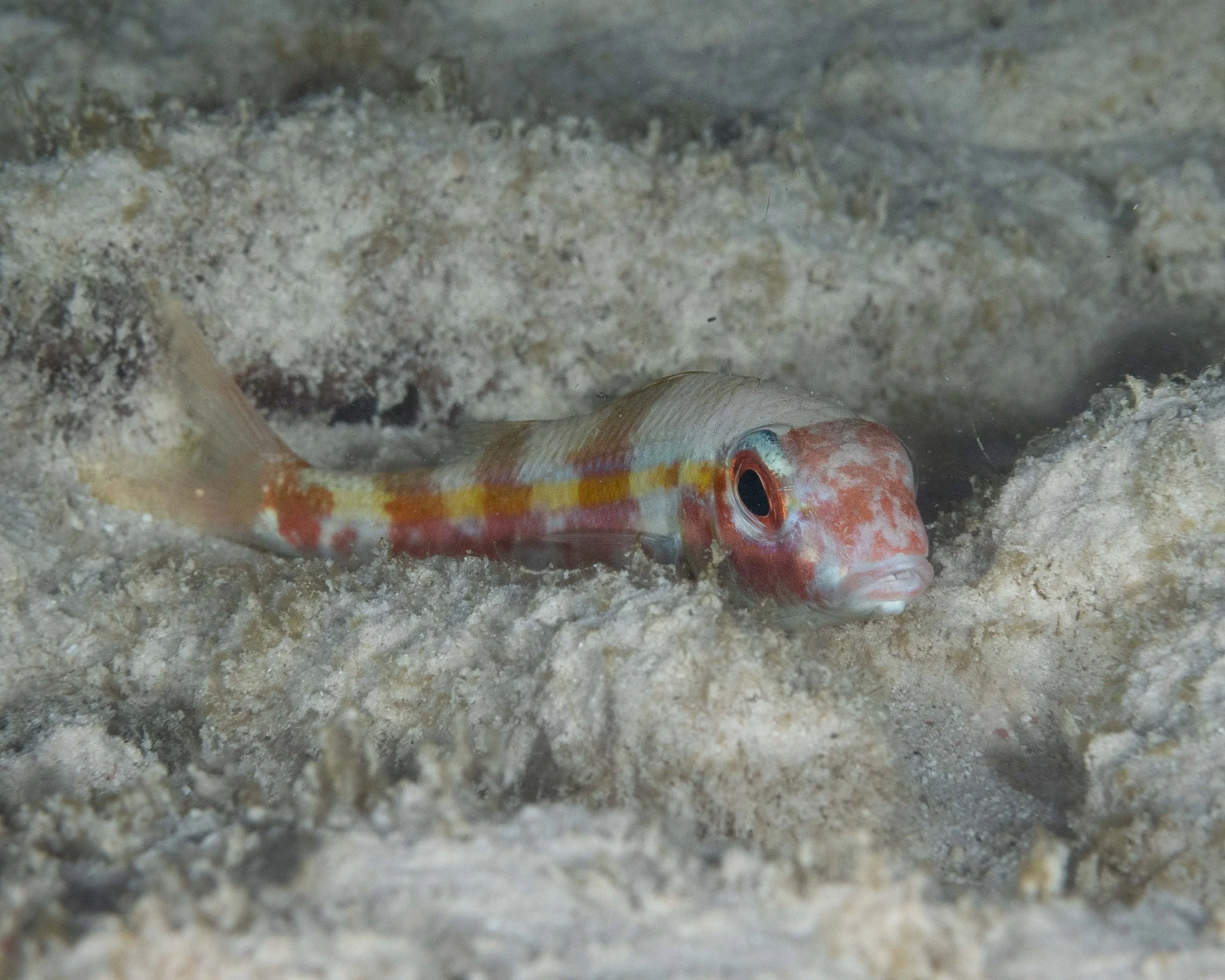 Yellow Goatfish in nighttime sleeping colors - 5" ish