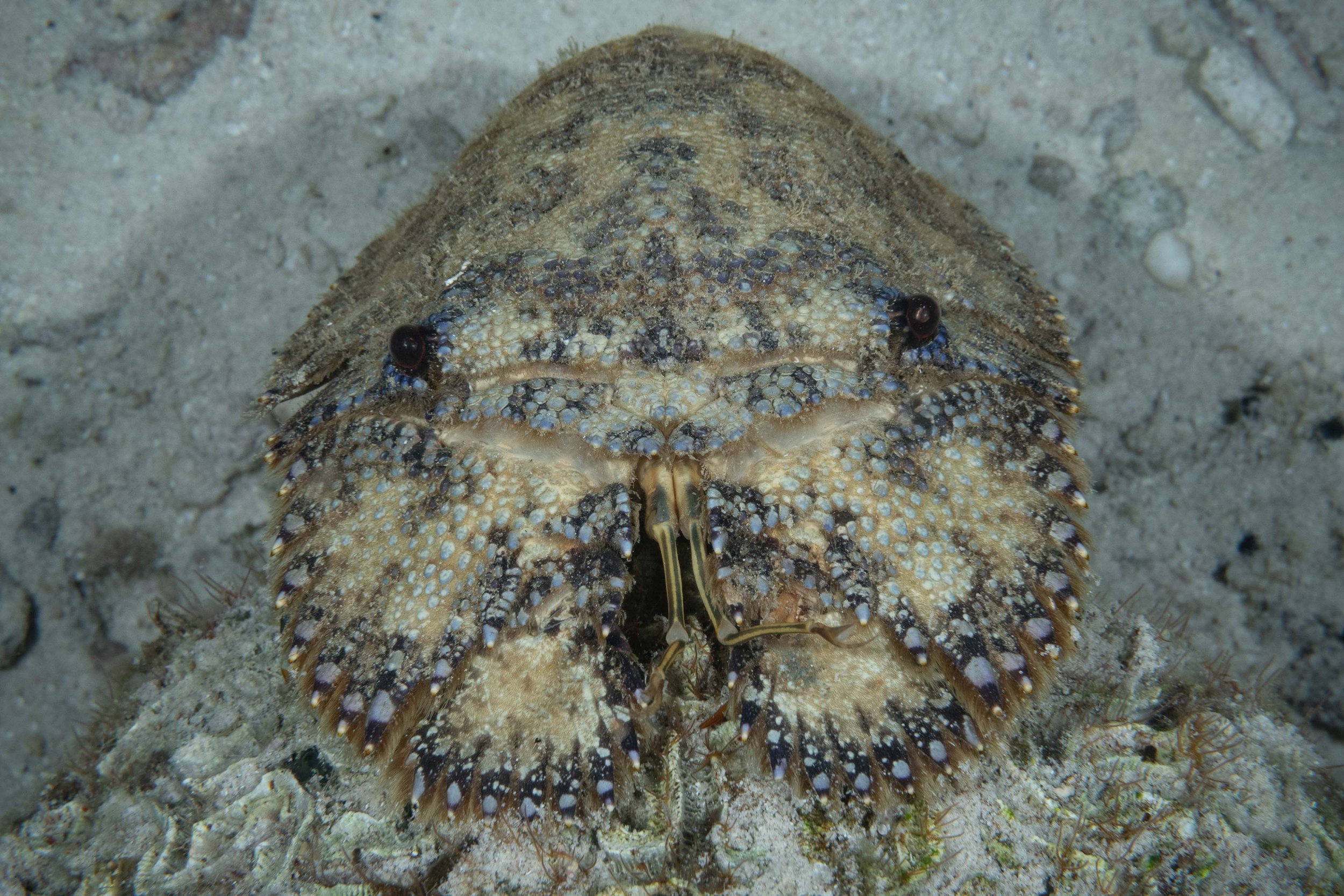 Sculptured Slipper Lobster - a first for me - 8-10" end to end.