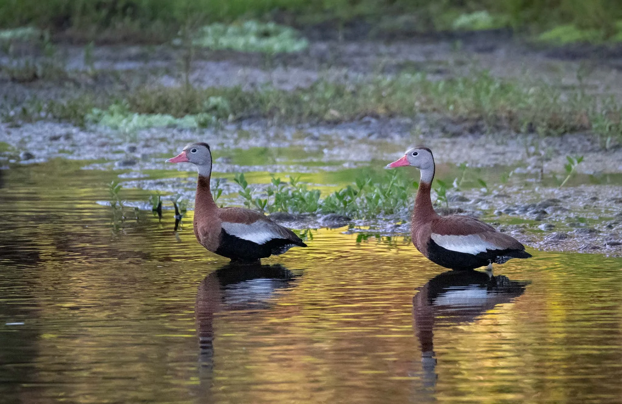 Ducks in a row.