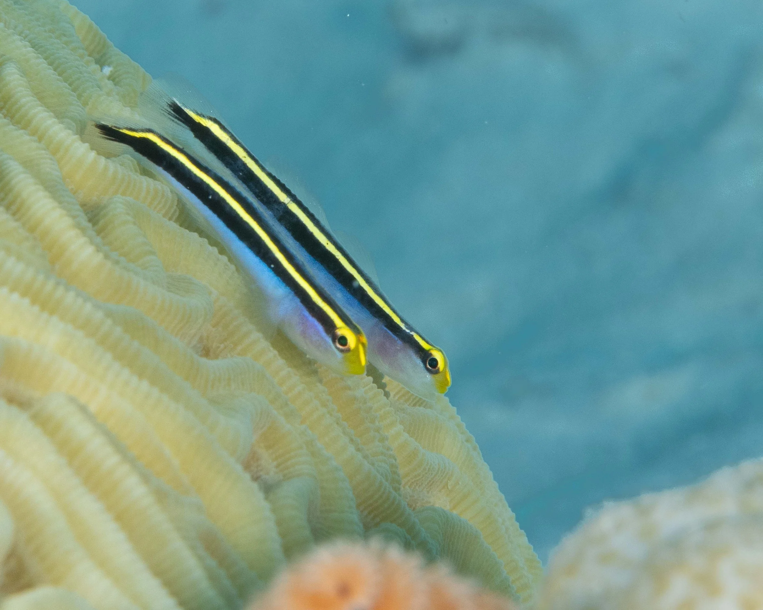 Yellownose Govies - 1" ish - they also like to hang out atop coral