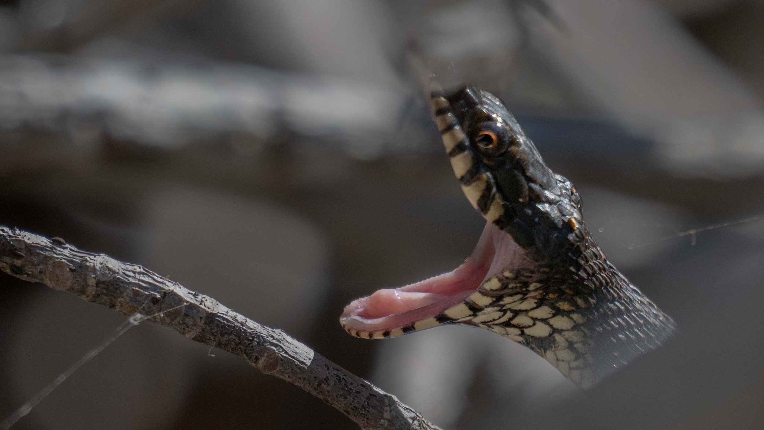 Say ahhhh!