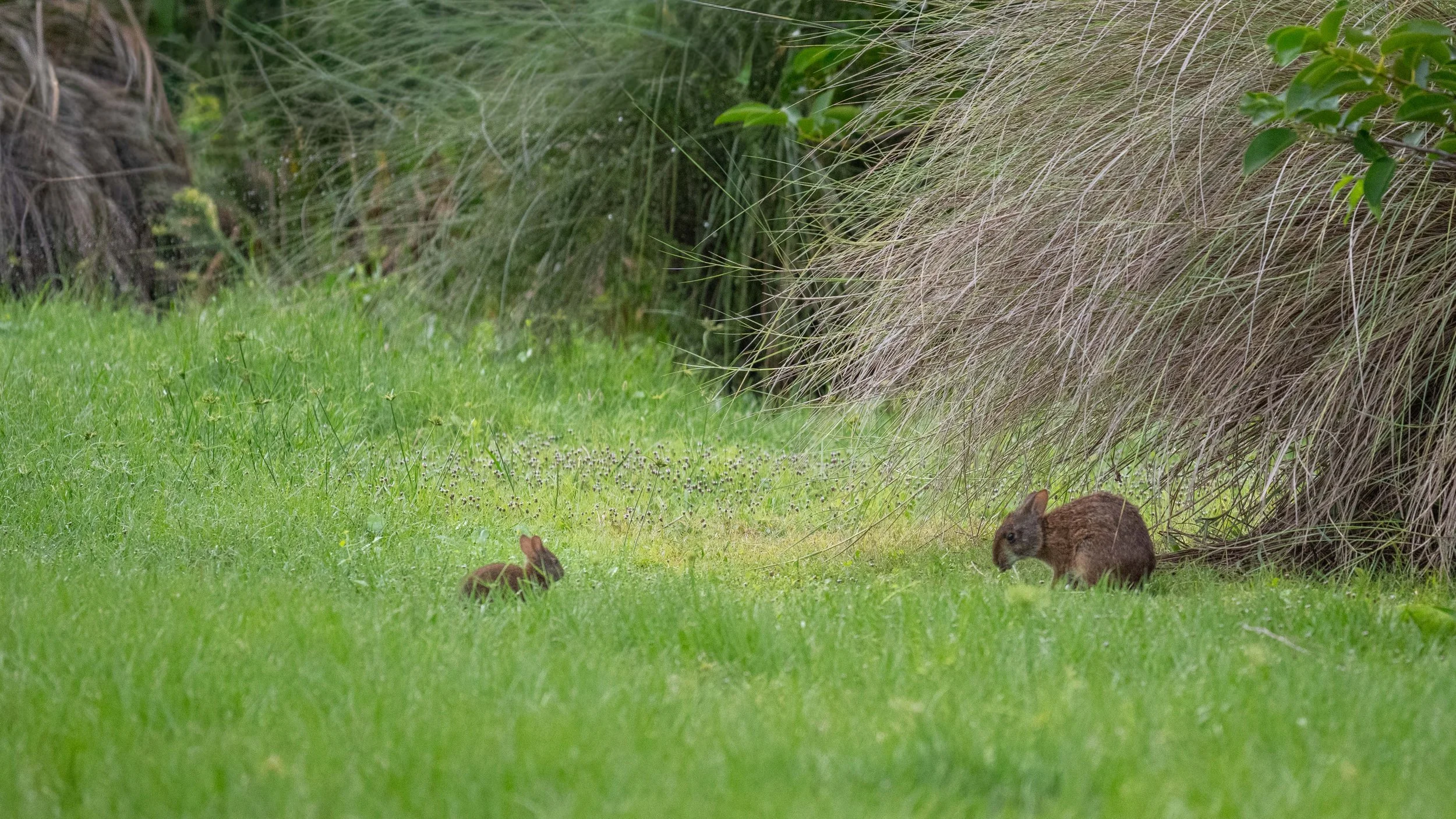 Marsh Rabbit (Sylvilagus palustris) mom and junior.