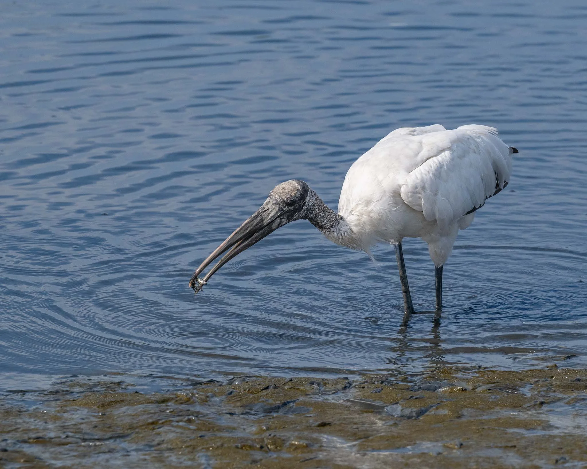 Wood stork (Mycteria americana), Huntington Beach SP