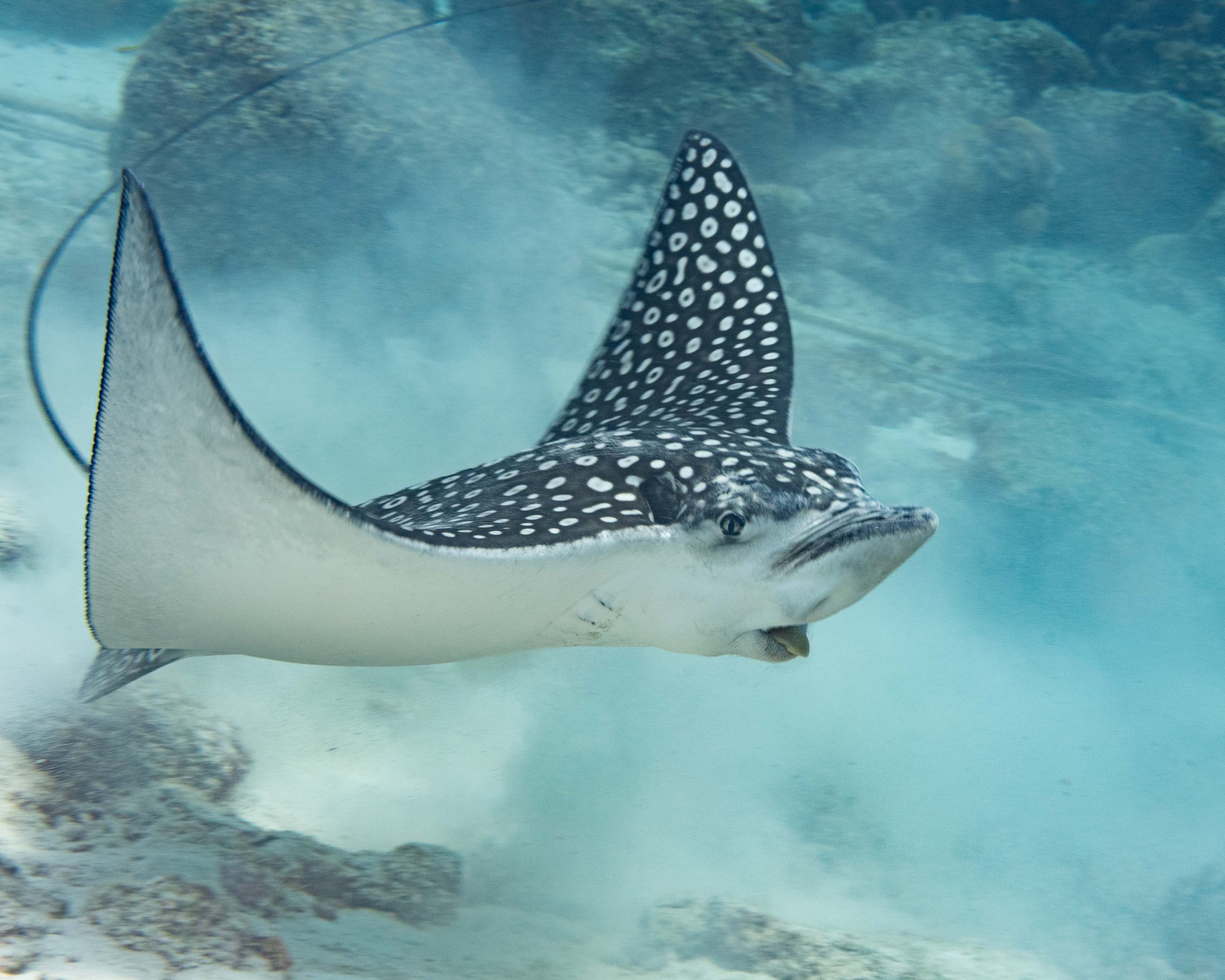 Spotted Eagle Ray - 3-4' across