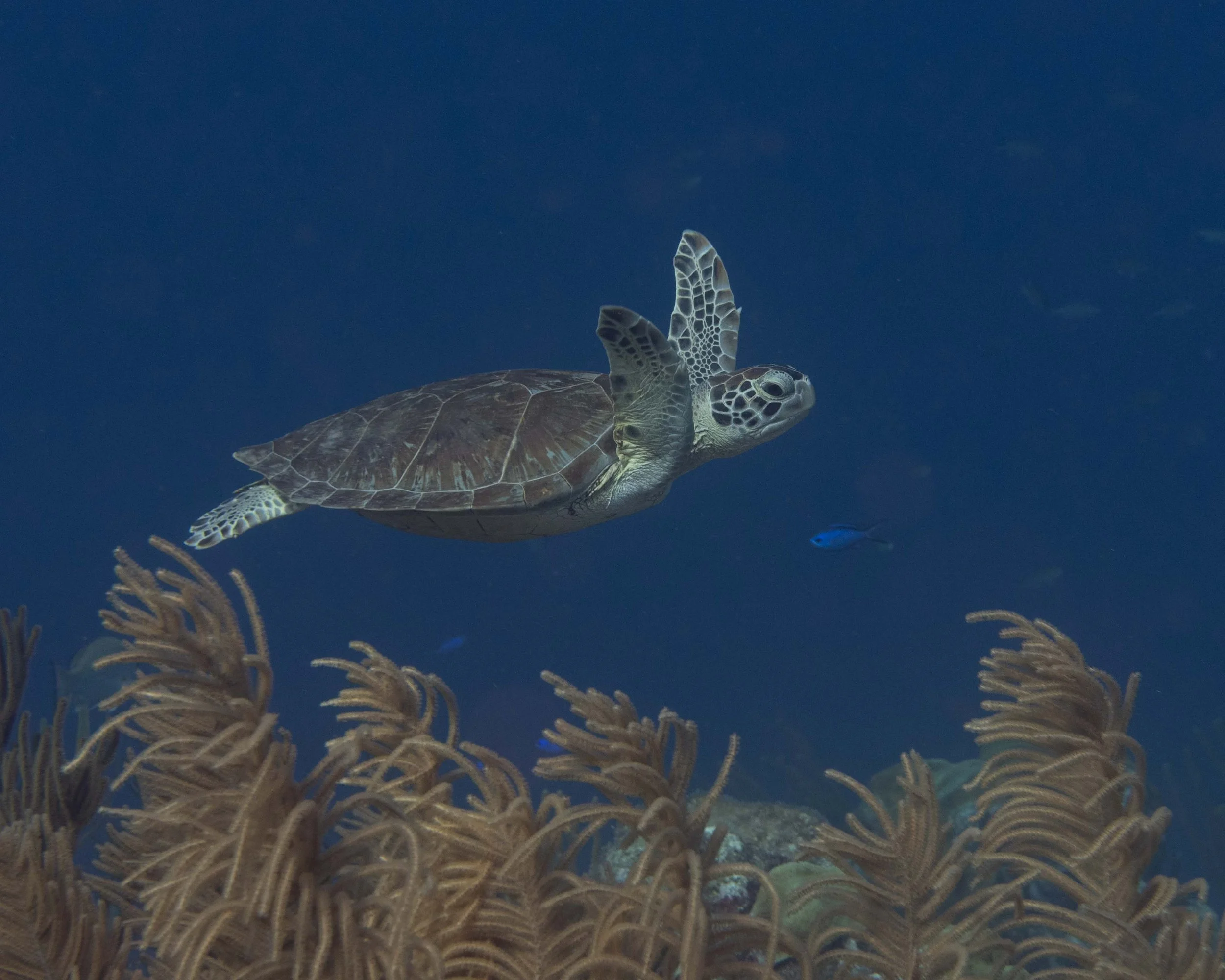 Green Turtle - a small one - around 2'