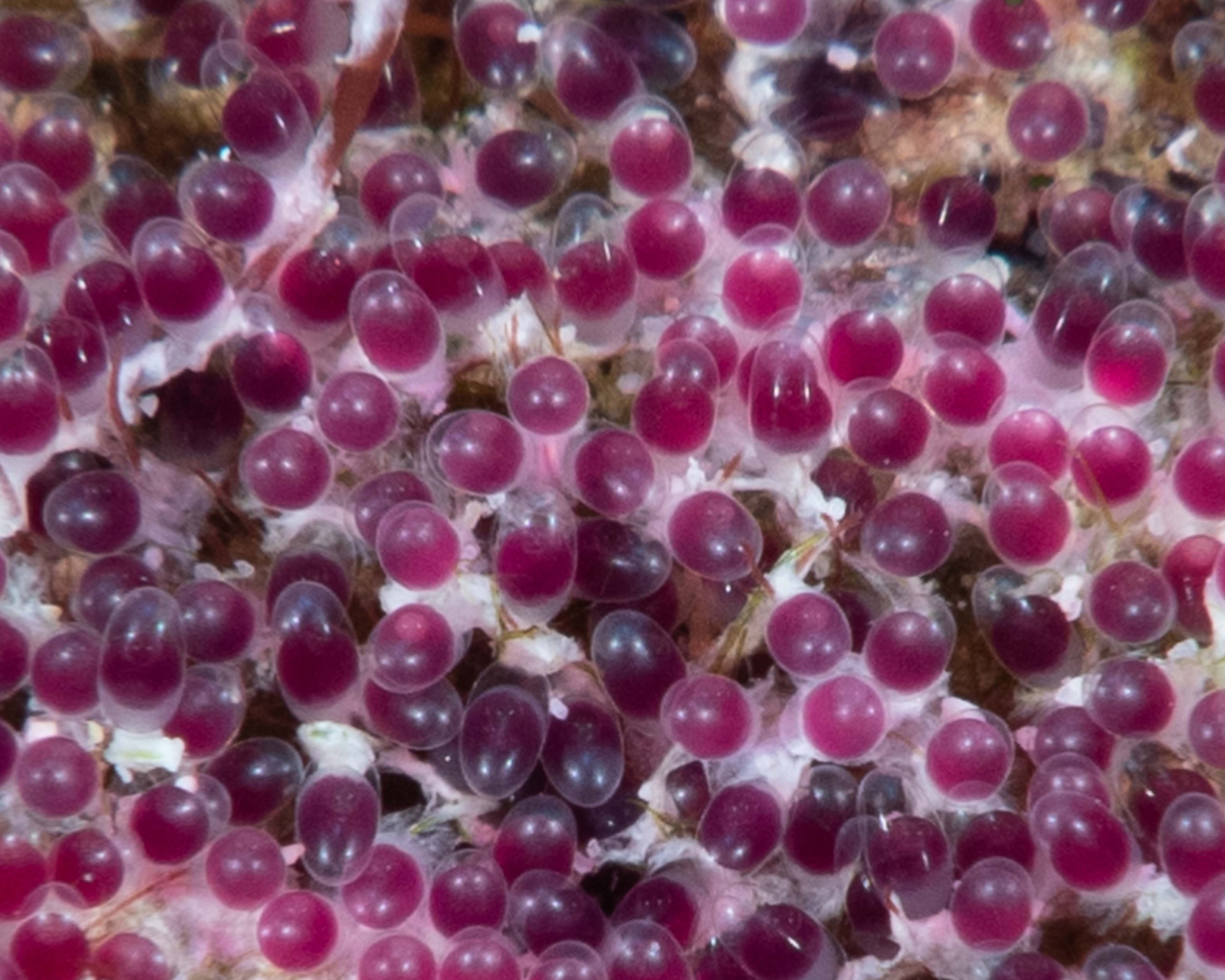 Look closely at the eggs an you will see two eyes in each.