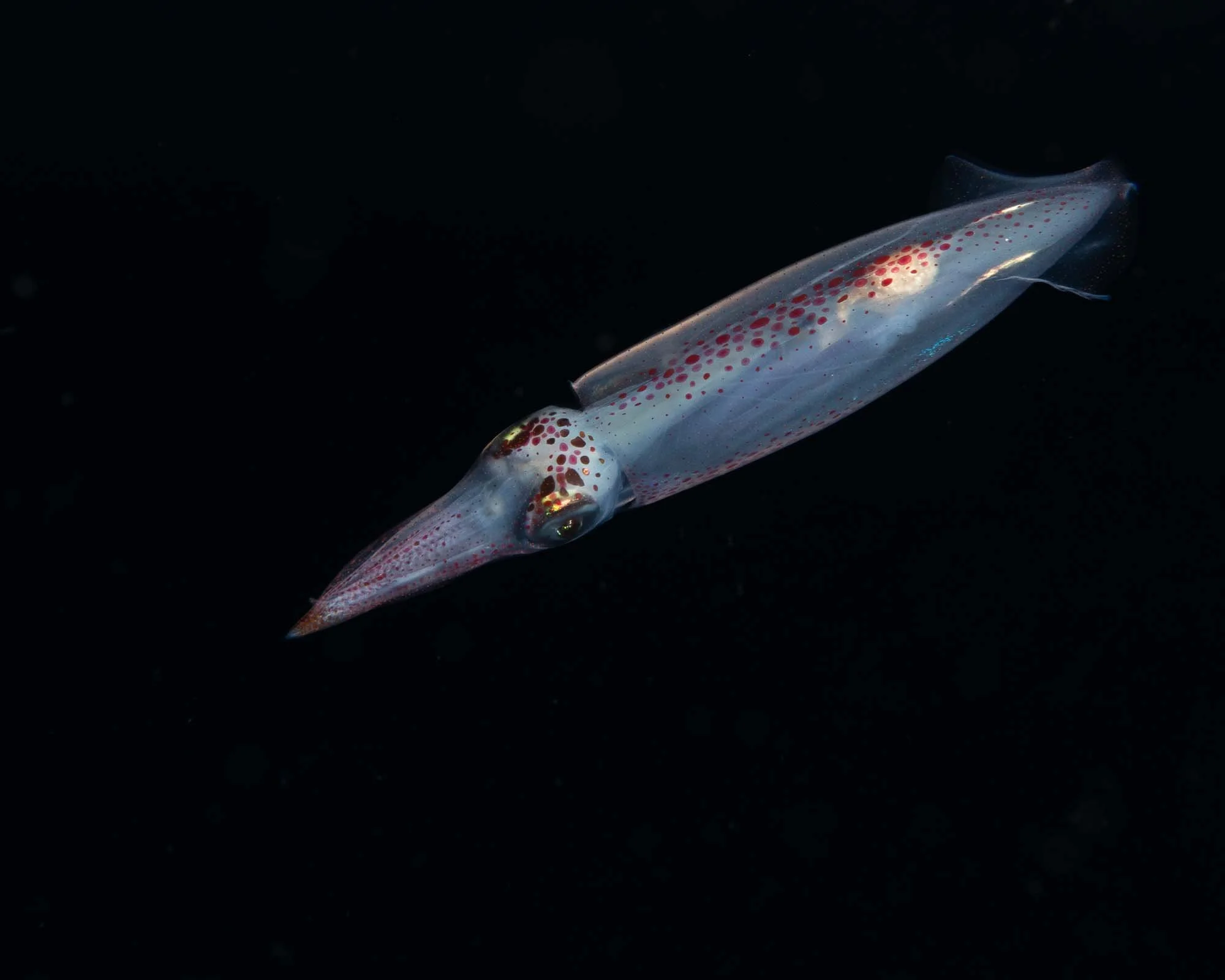 Squid, probably Inshore