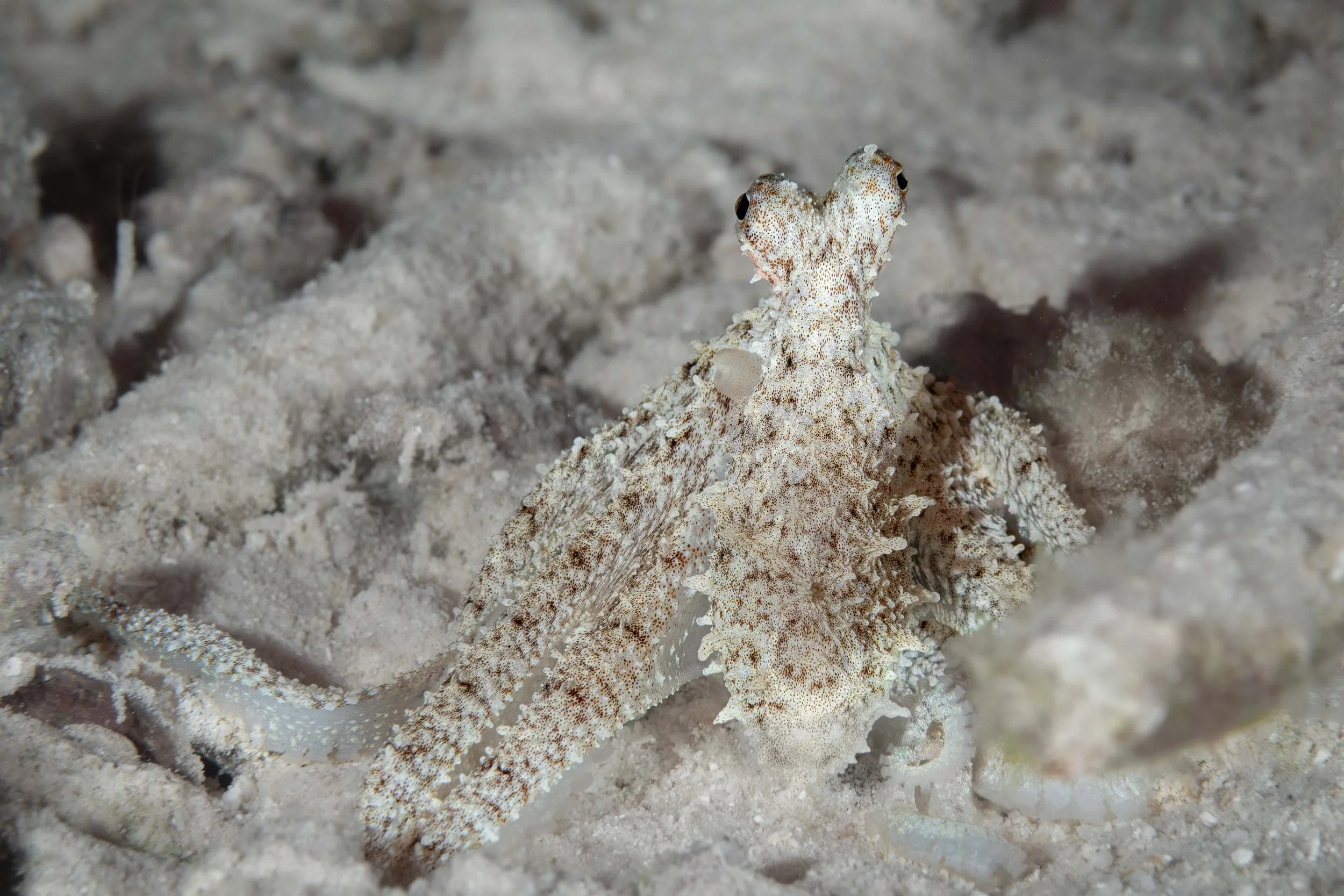 Atlantic Longarm Octopus - smaller than my fist