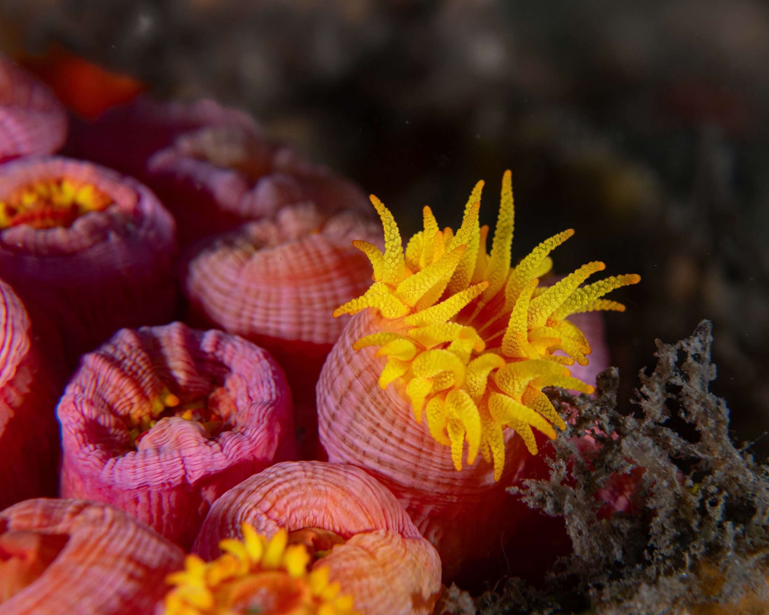 Orange Cup Coral  (Tubastraea coccinea), Blue Heron Bridge