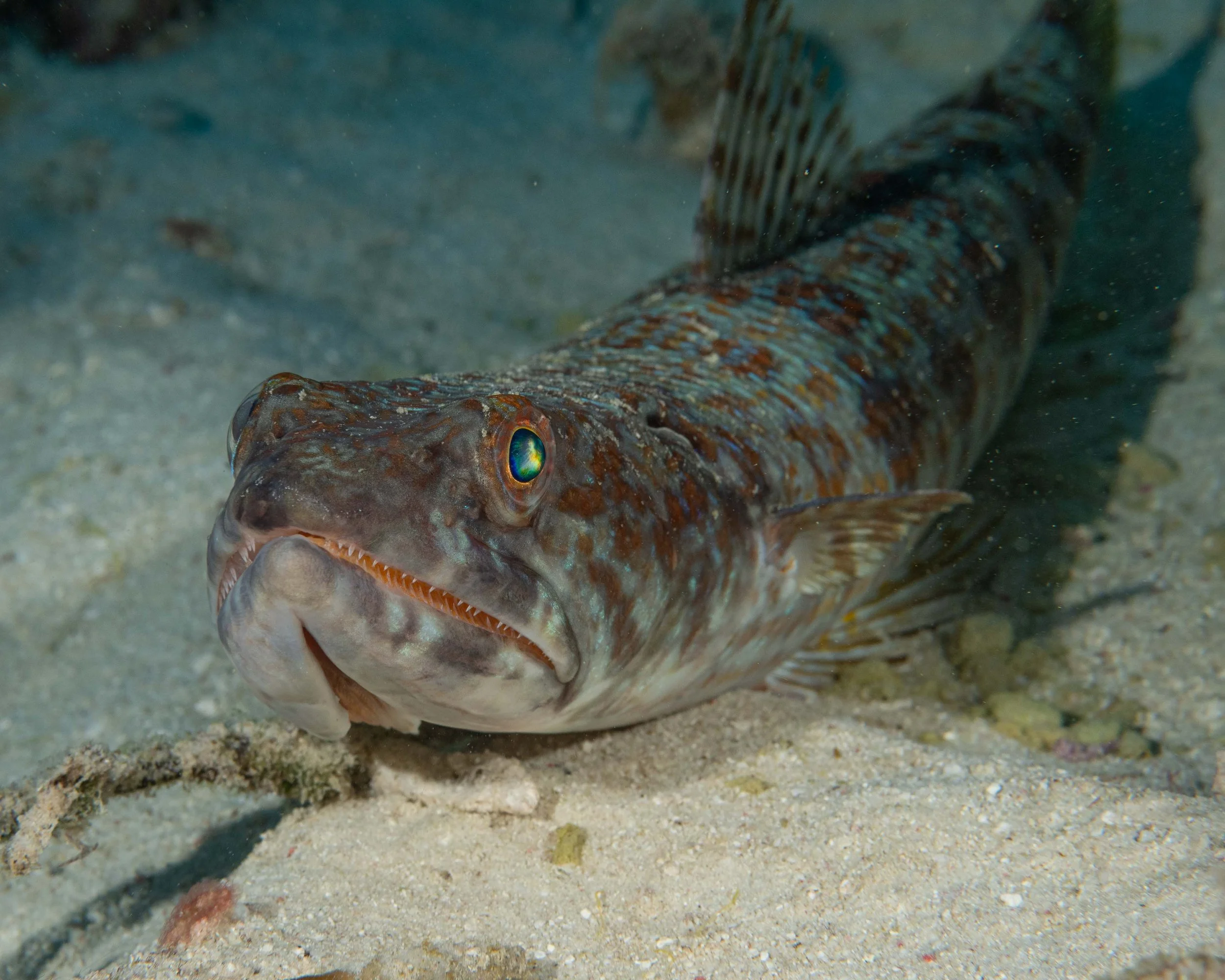Sand Diver - 10" or so