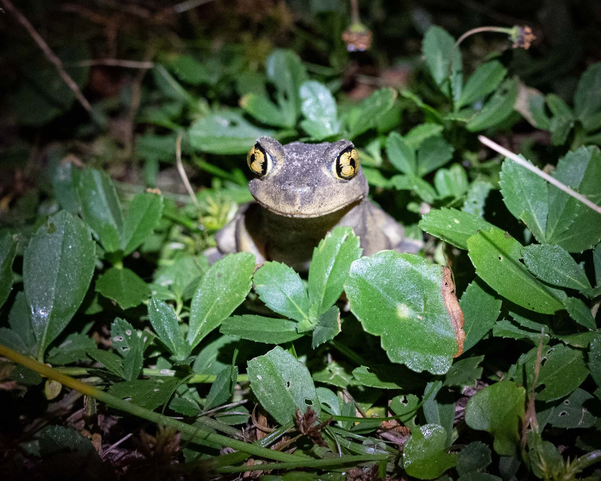 Eastern Spadefoot Toad (Scaphiopus holbrookii), Huntington Beach SP