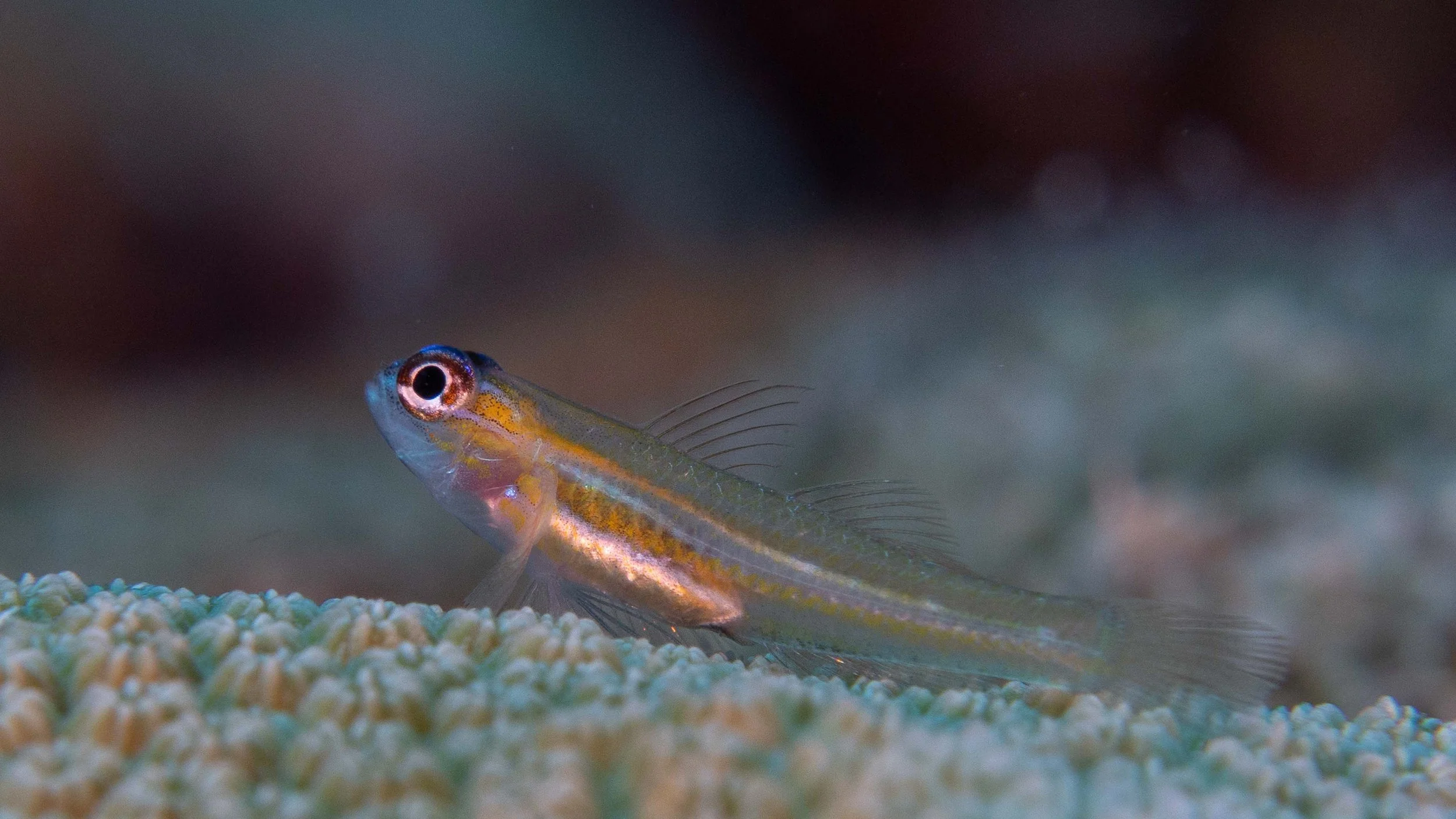 Peppermint Goby - 1" - often seen sitting on coral heads
