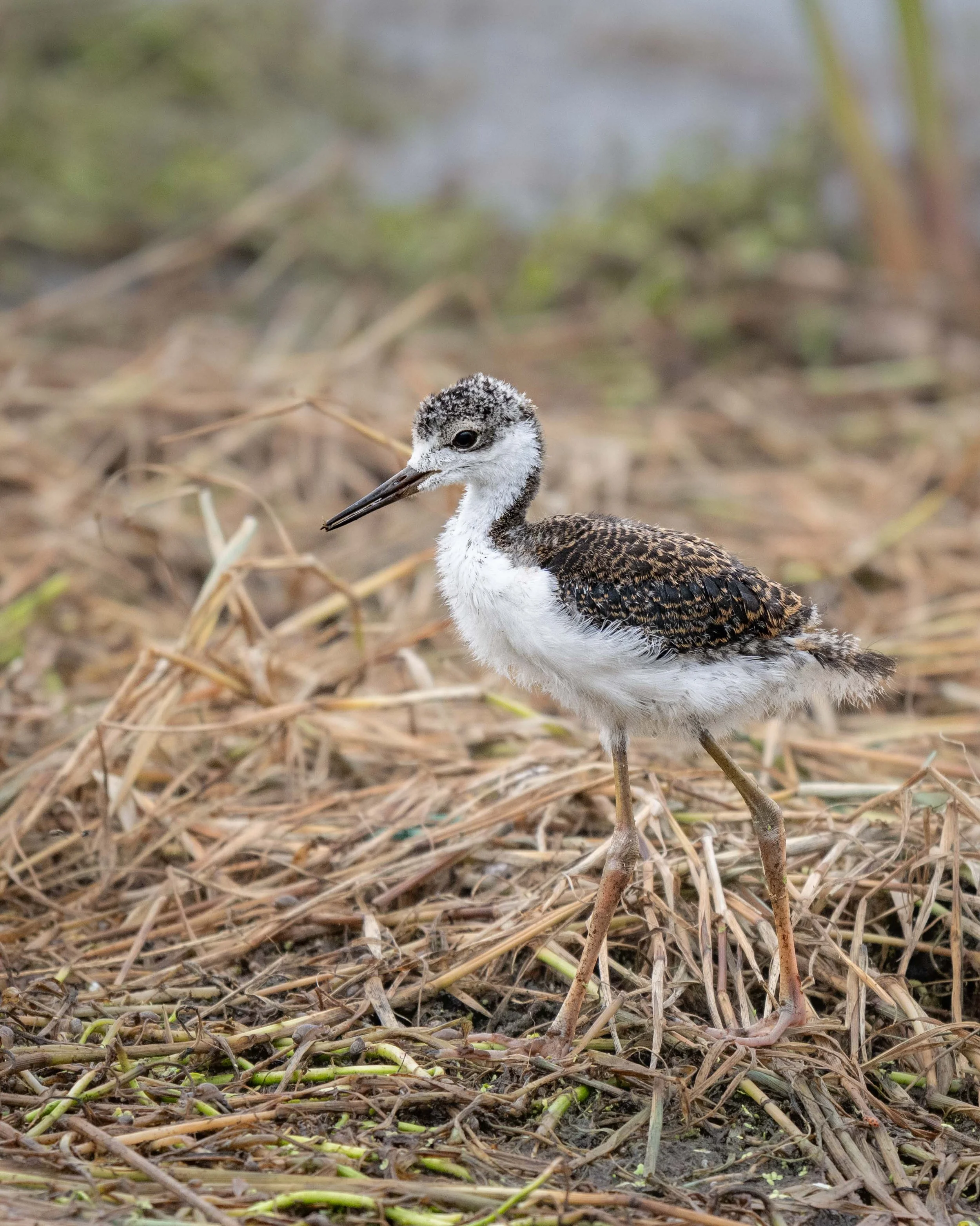 Young Black-necked Stilt (Himantopus mexicanus)