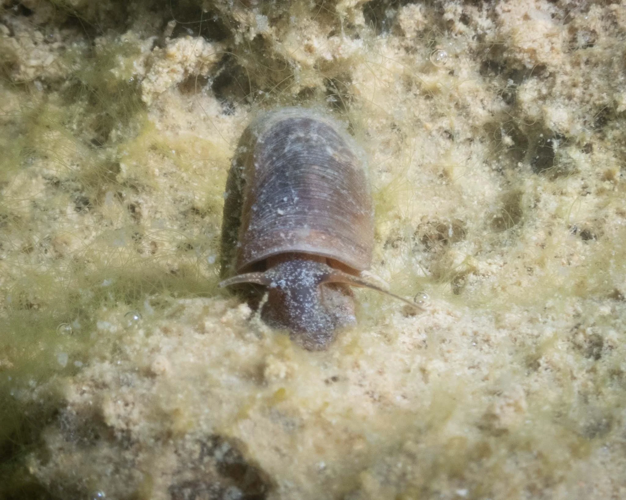 Ramshorn sp. snail
