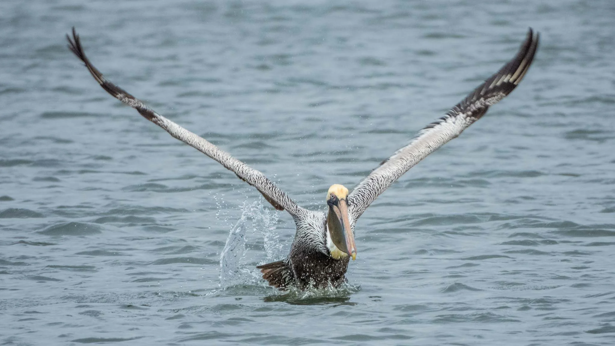 Brown Pelican, Savannah, Georgia