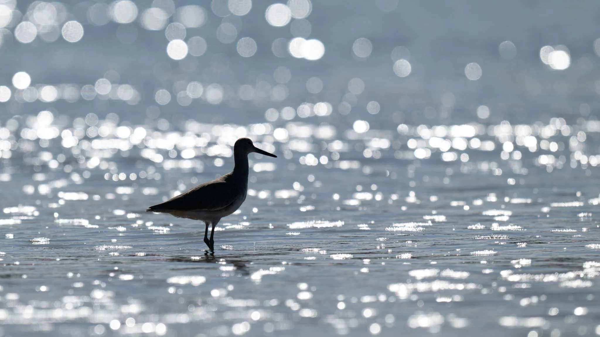 Willet, Kiptopeke SP, Cape Charles, Virginia