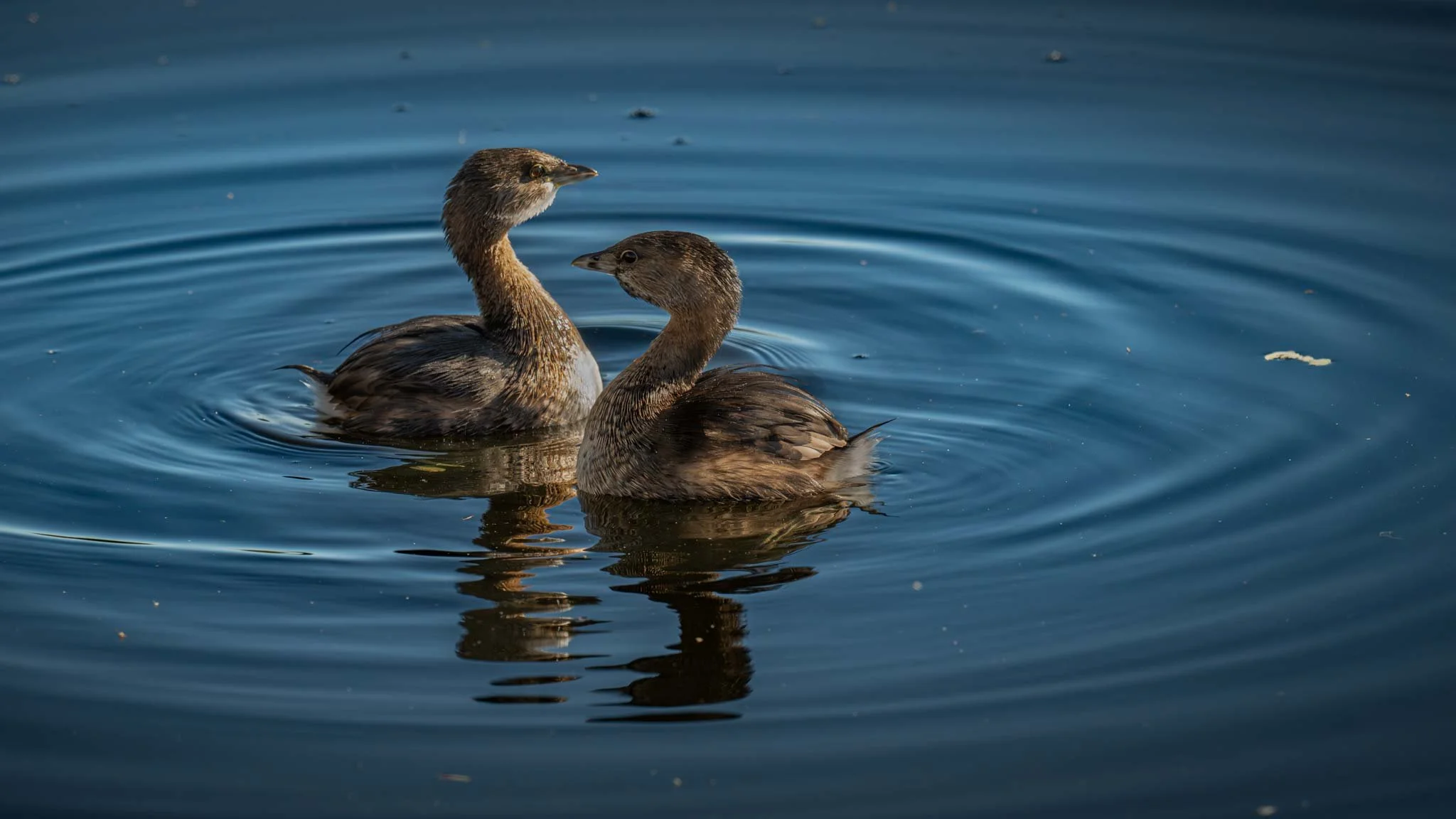 Pied-bill Grebes, Boynton Beach, Florida