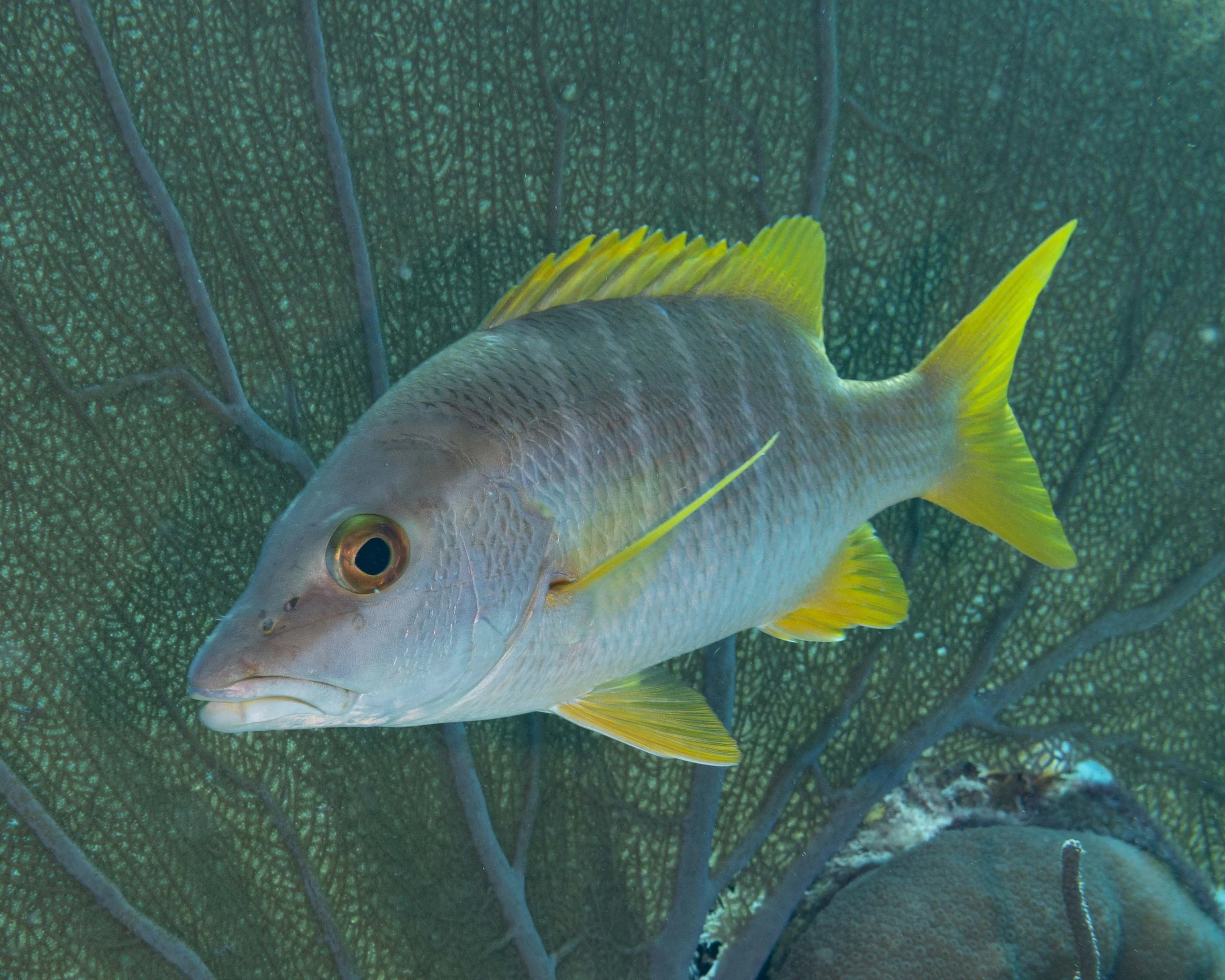 Immature Schoolmaster Snapper - 10" ish