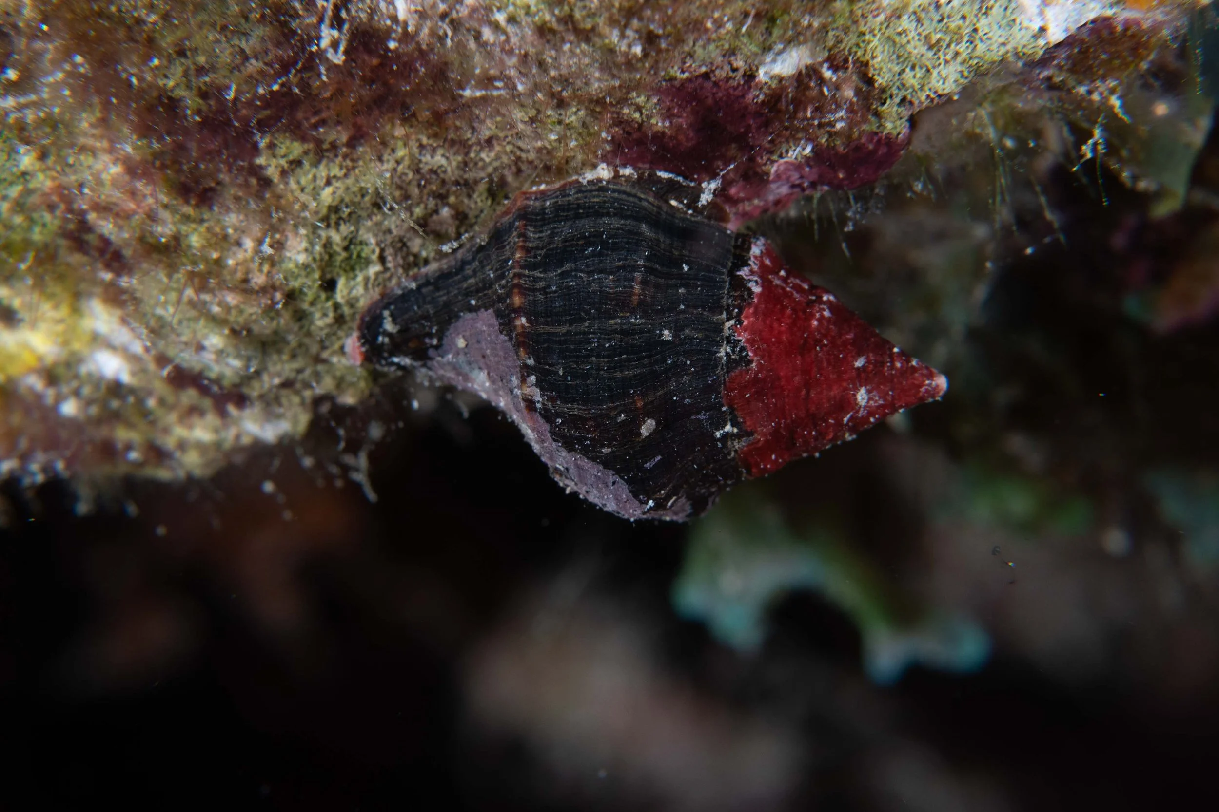 White-spot Latirus - a little less than 1"