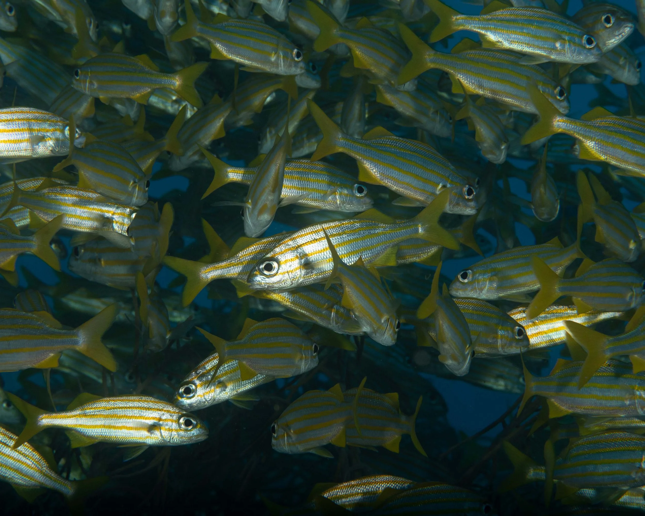 School of Smallmouth Grunts - 5-6"