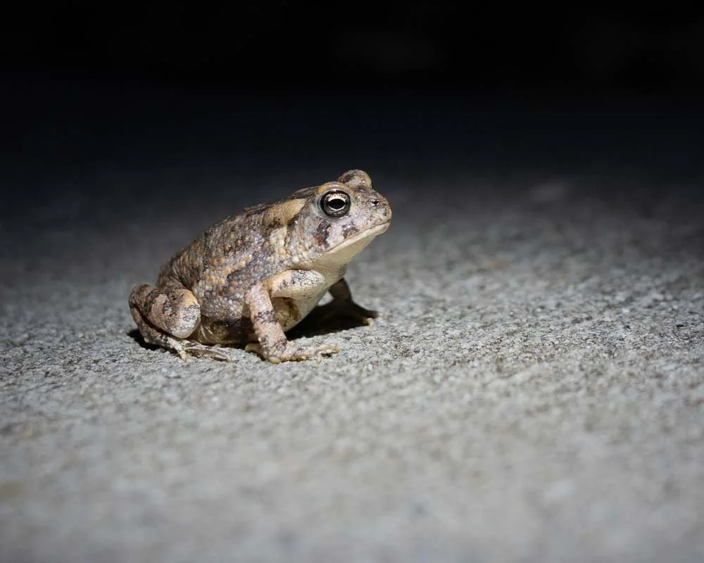 Little Fowler's Toad (I think).