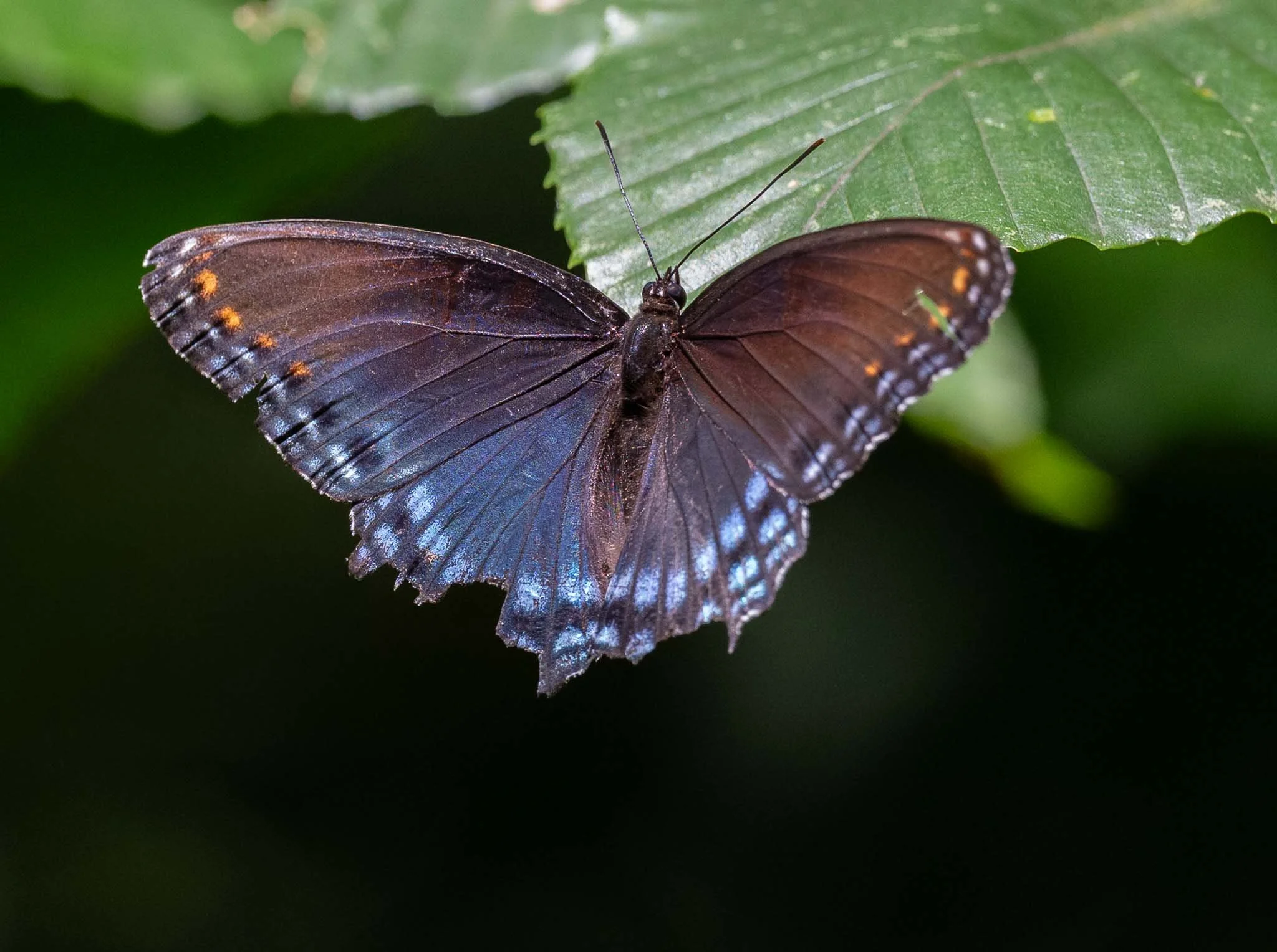 Red-spotted Admiral (Limenitis arthemis), Tanglewood Park