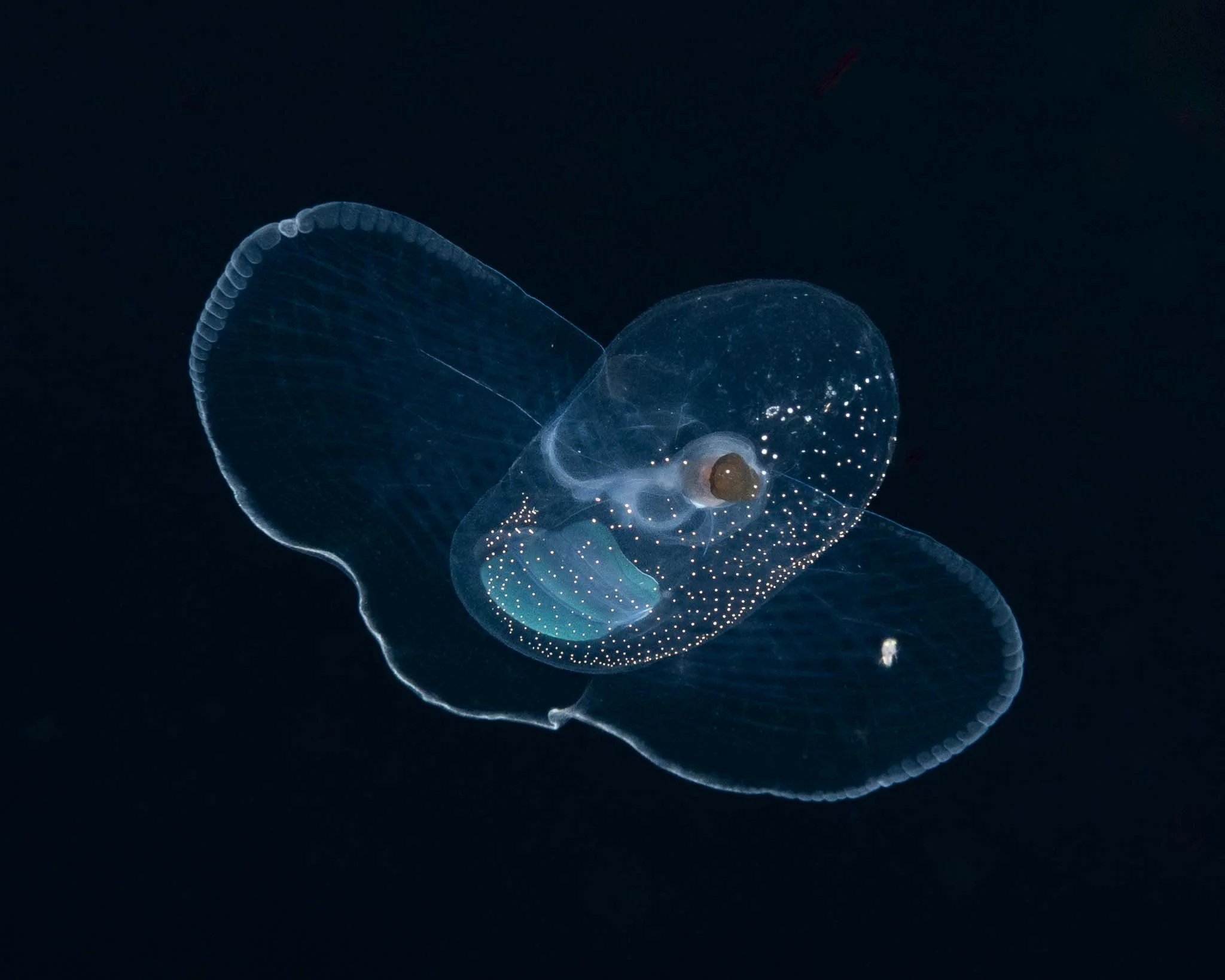 Sea Butterfly (Corolla spectabilis), Black water dive off Palm Beach FL