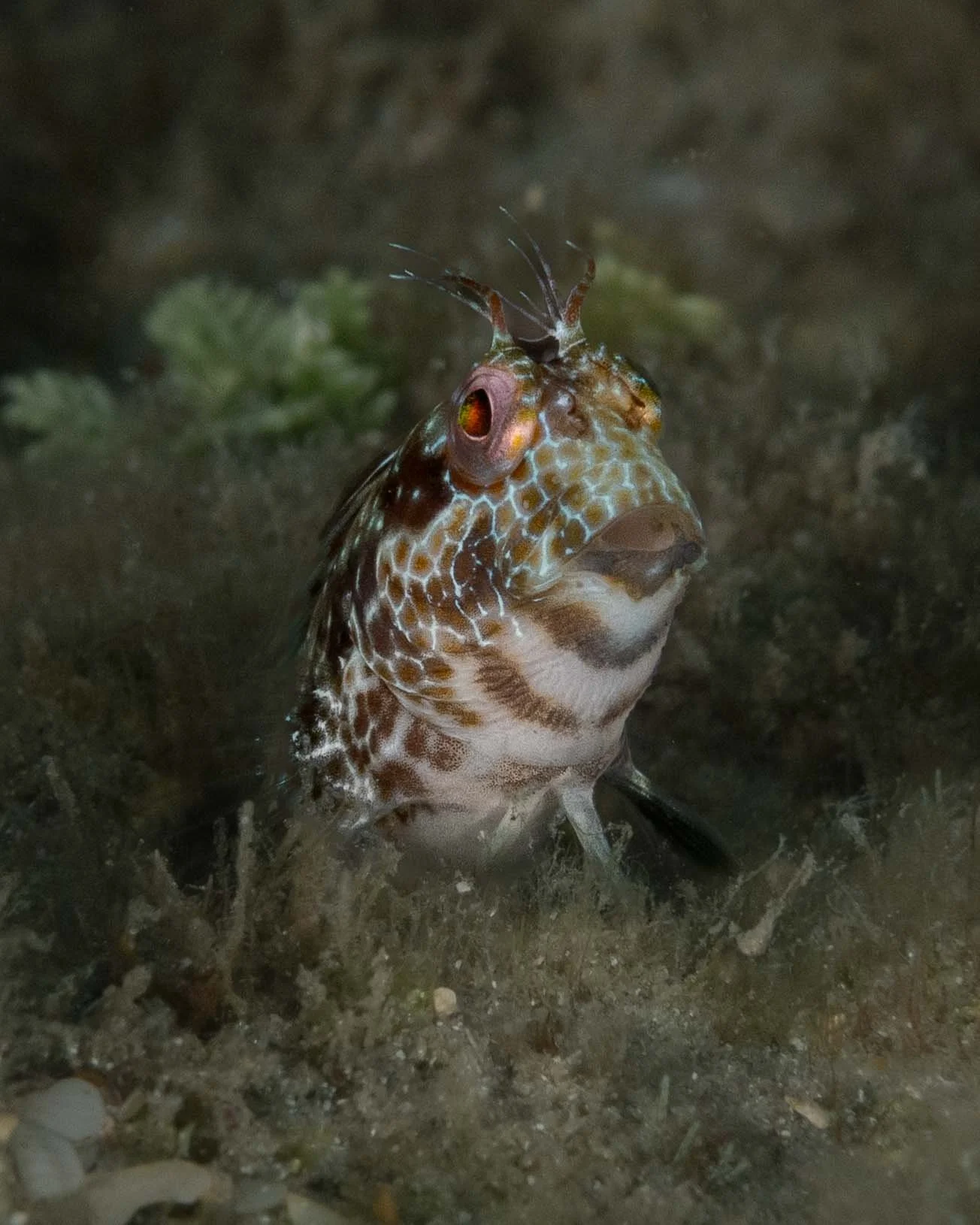Seaweed Blenny (Parablennius marmoreus), Blue Heron Bridge