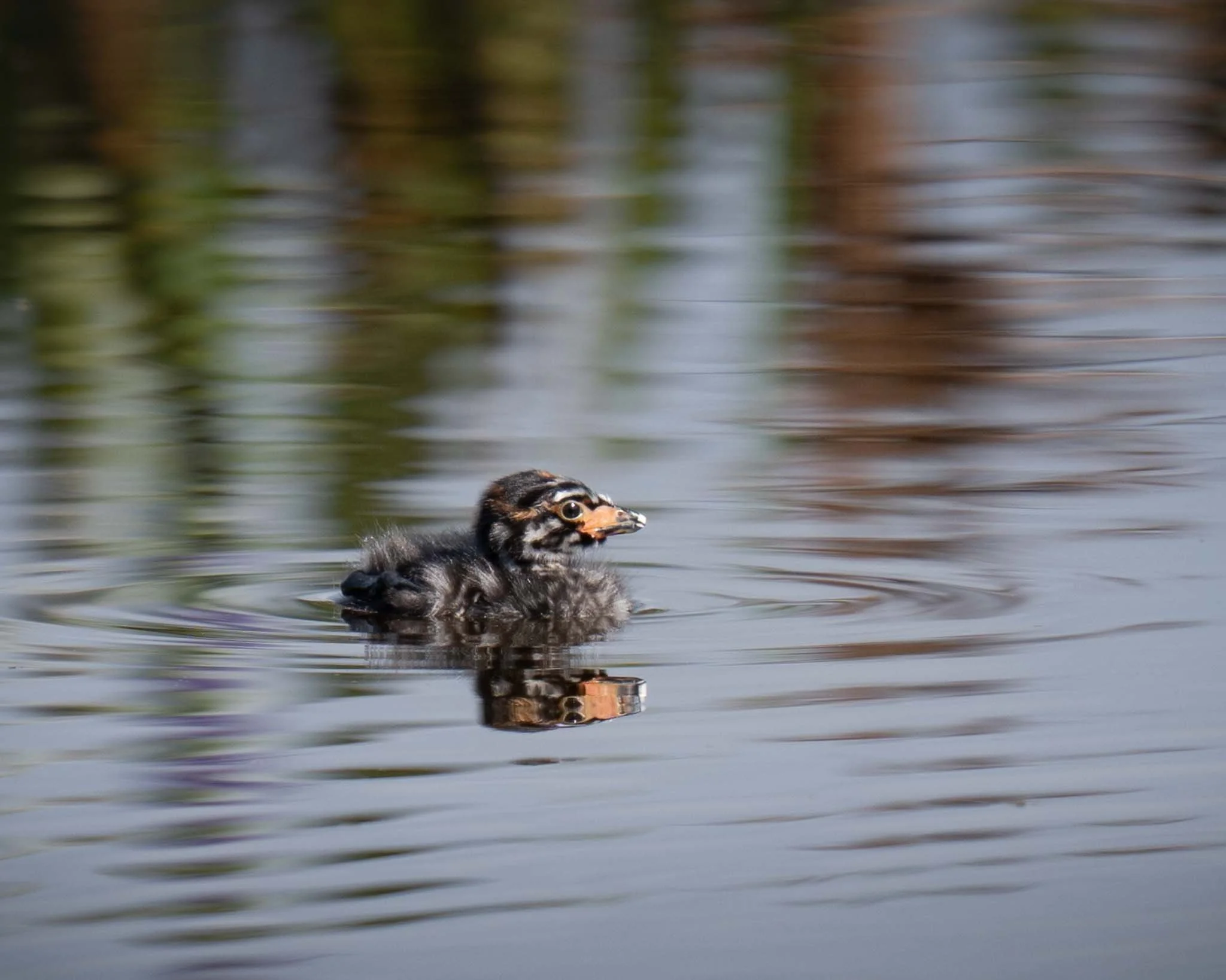 Juvenile Pied-billed Grebe, Green Cay Wetlands, Delray Beach FL.