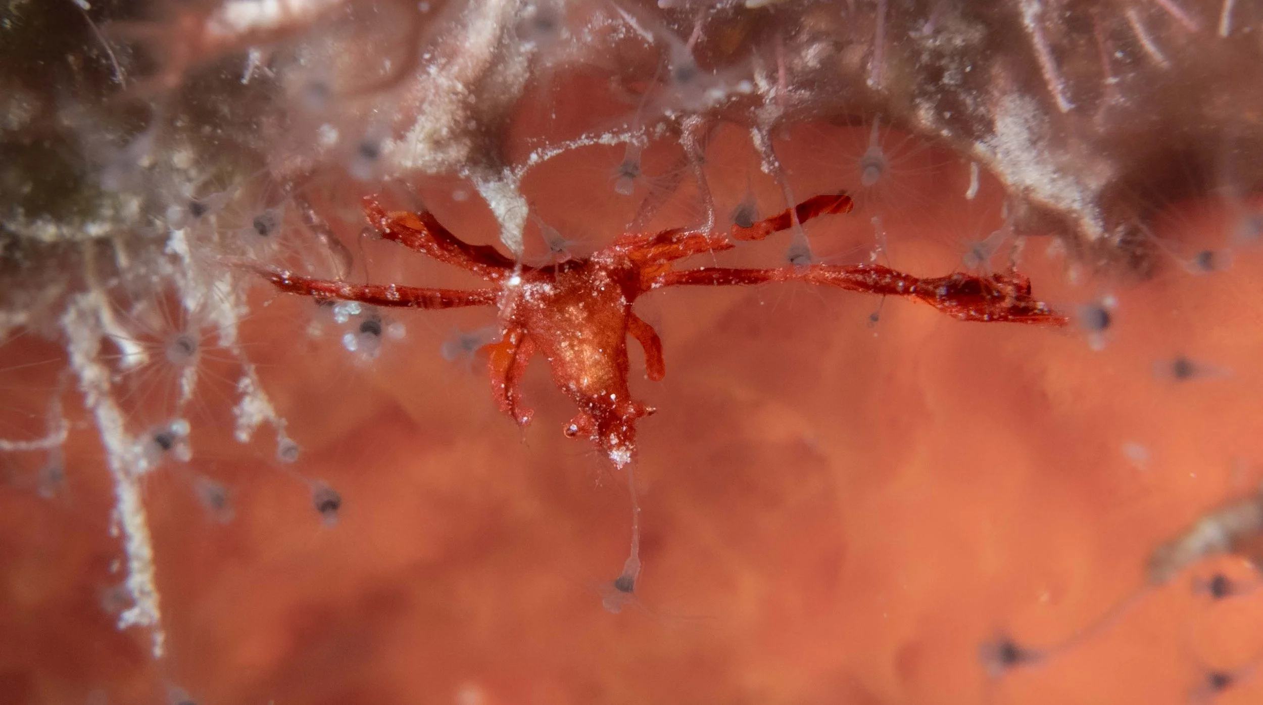 The second tiniest Neck Crab I have ever seen - less than 1"