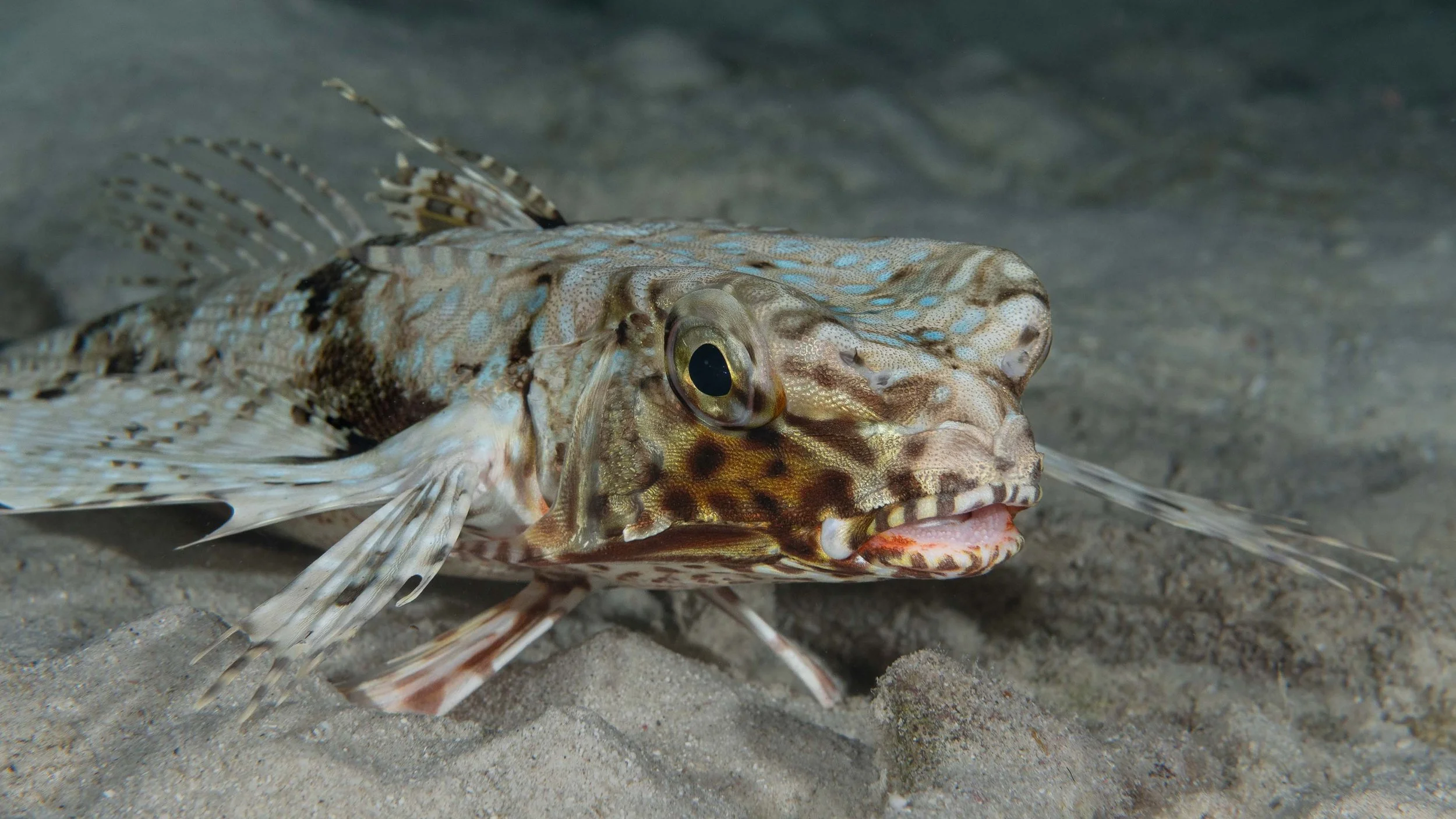 Flying Gurnard - while they can swim, they typically walk along the bottom on their modified pectoral fins - 10" or more