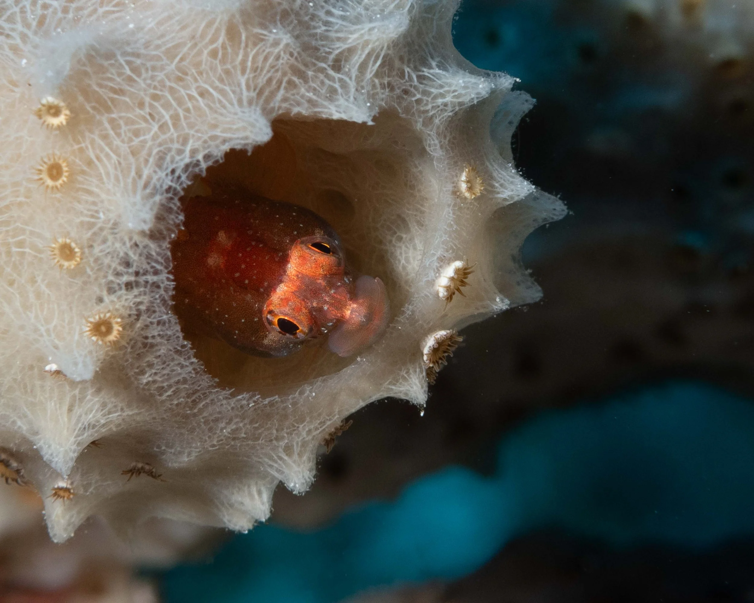 Ringed Blenny peaking out of a sponge- about 1"