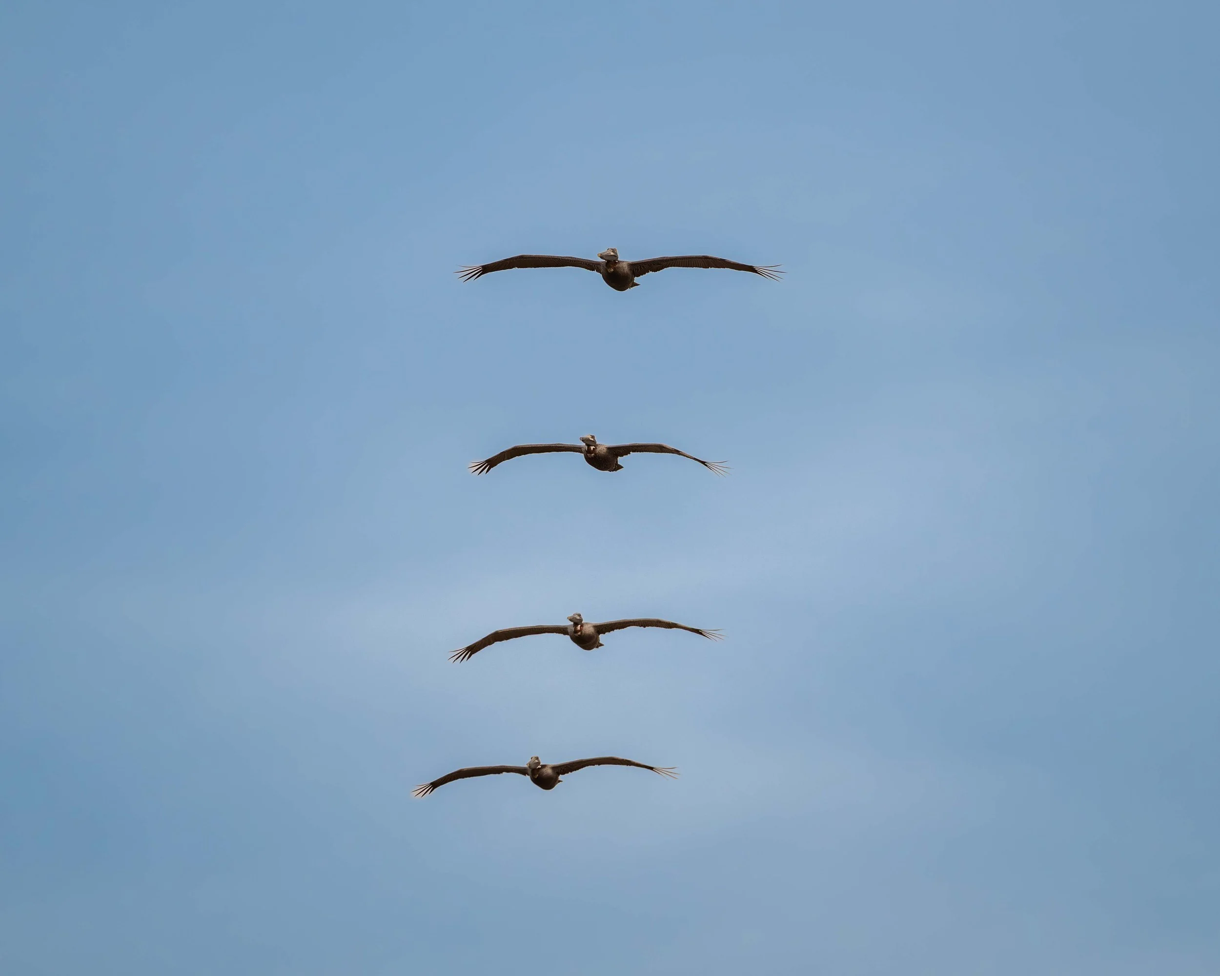 Brown Pelicans flying in formation, Jensen Beach FL