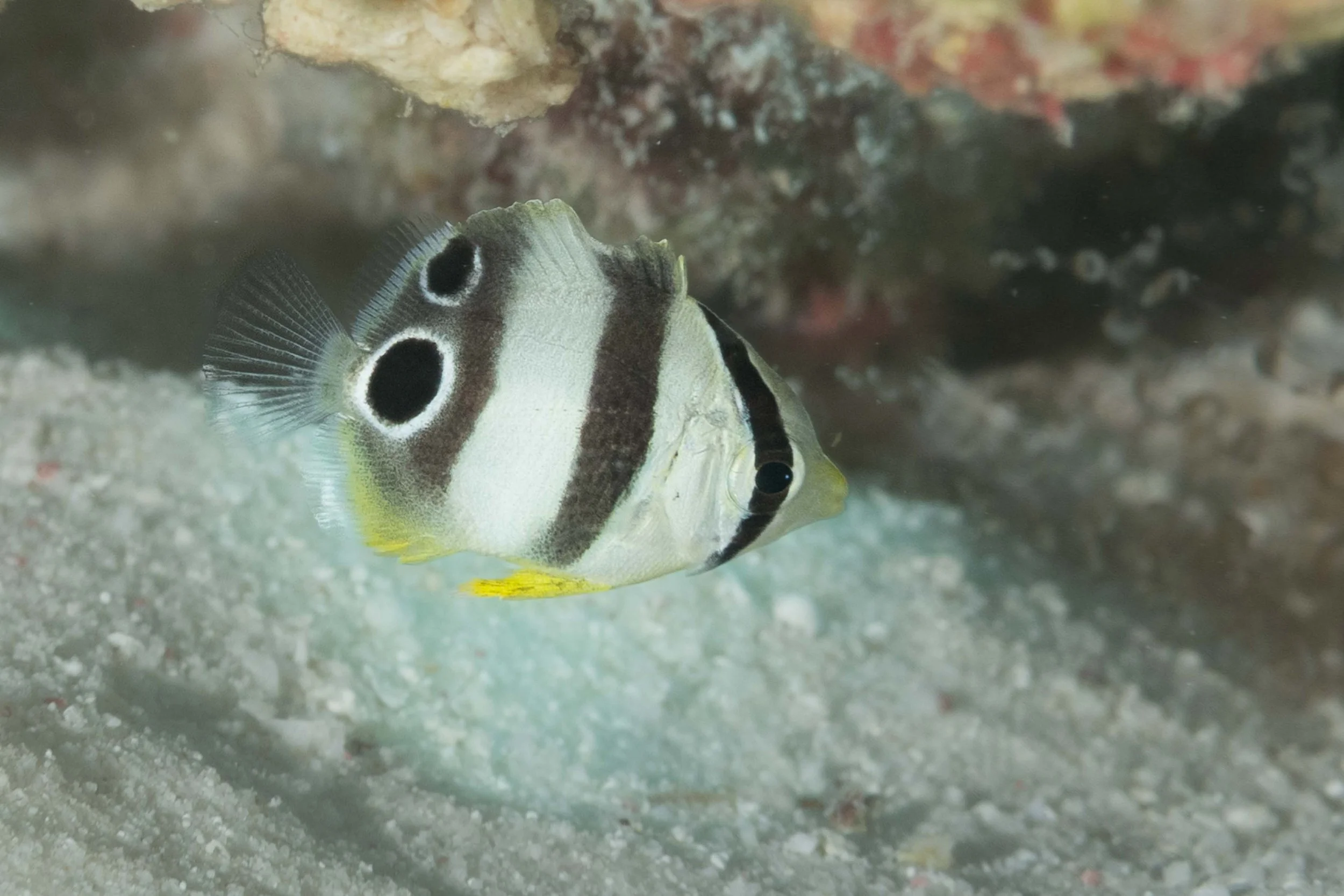 These four images show the transition from juvenile Spotfin Butterflyfish . . .