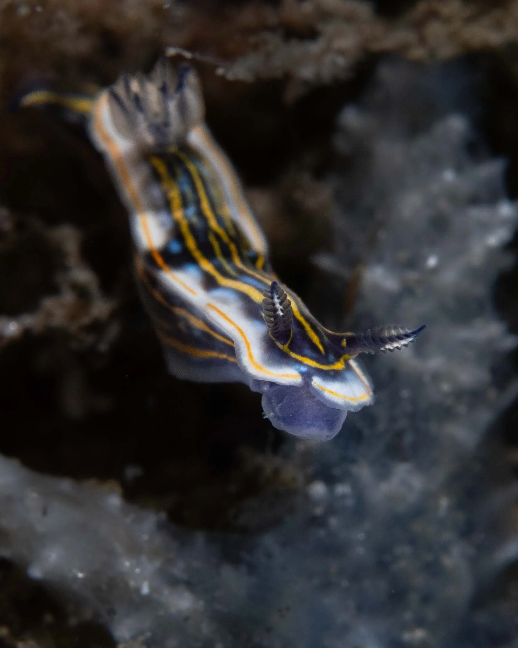 Gold-line Sea Goddess nudibranch (Felimare ruthae), Blue Heron Bridge