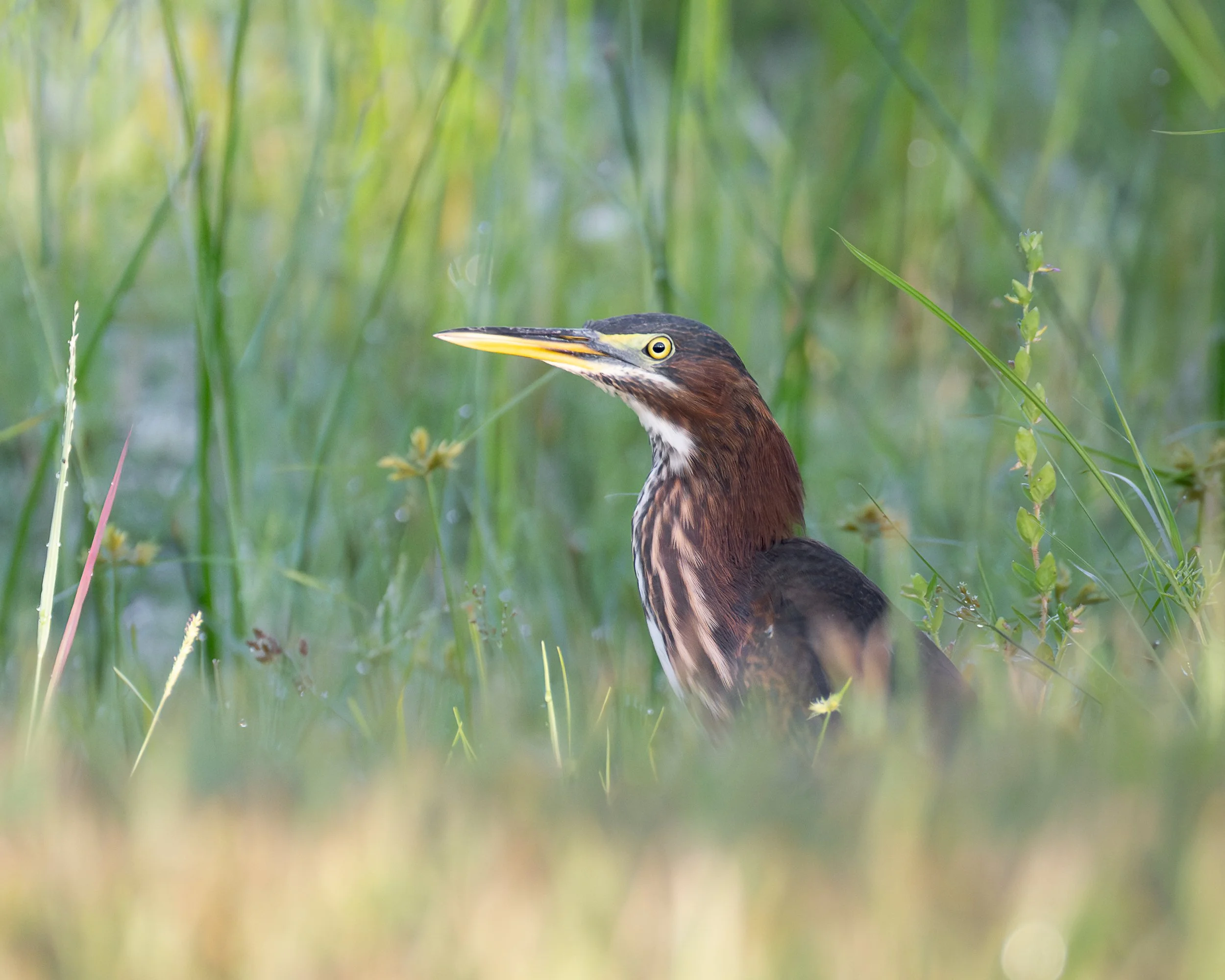 Green Heron, Port St. Lucie, Florida