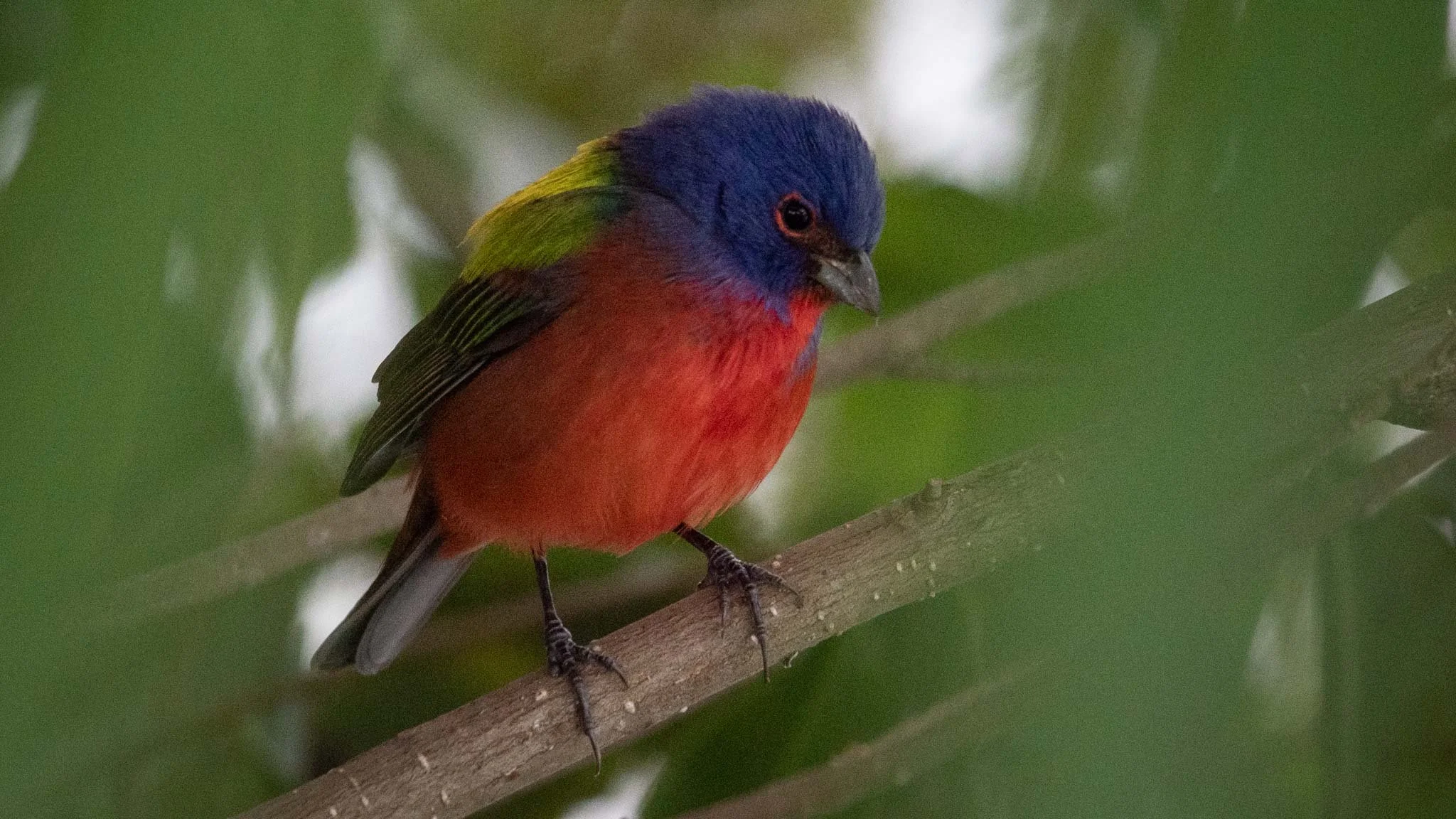 Painted Bunting, Peaceful Waters Sanctuary, Wellington Florida