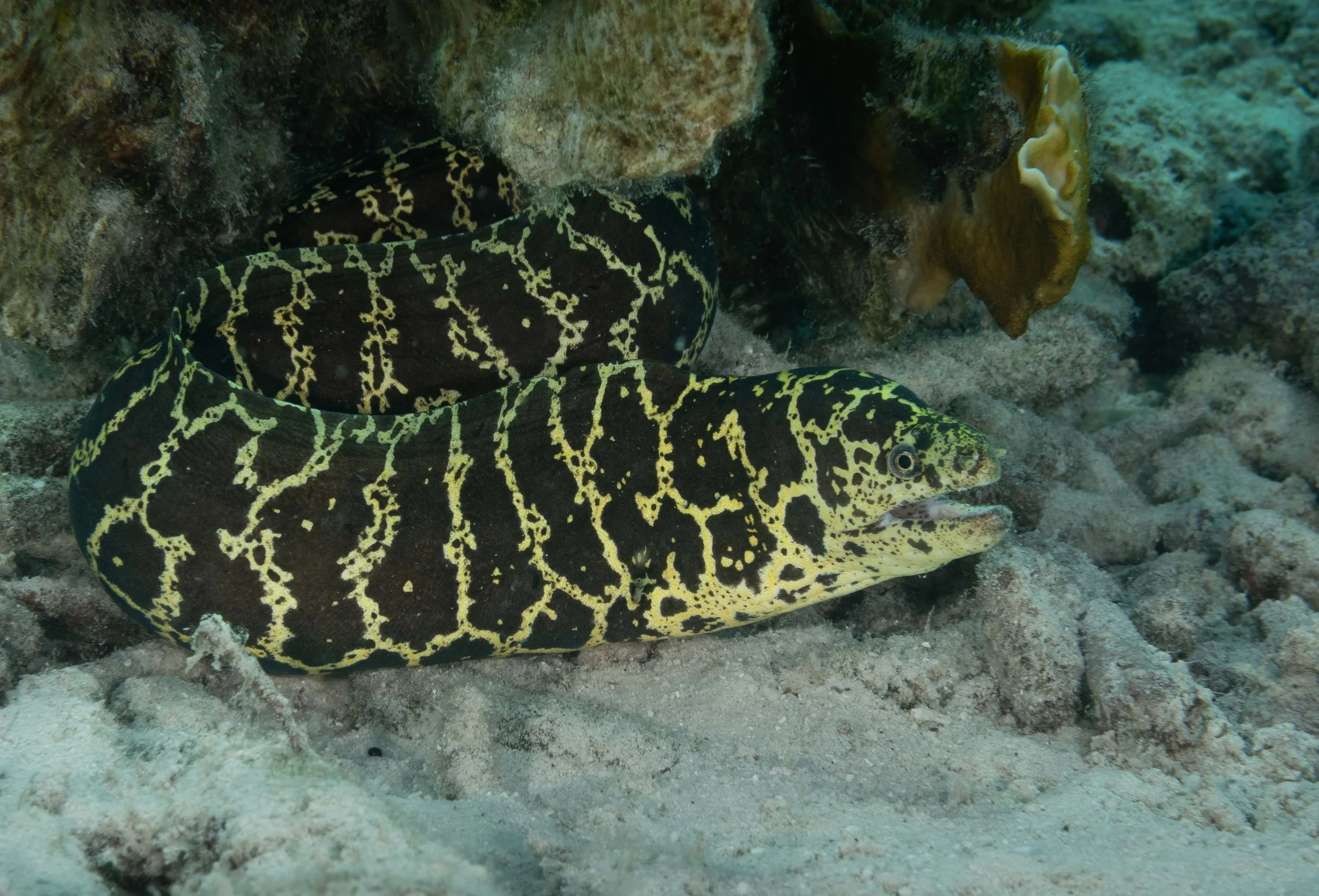 Chain Moray - almost as thick as my wrist